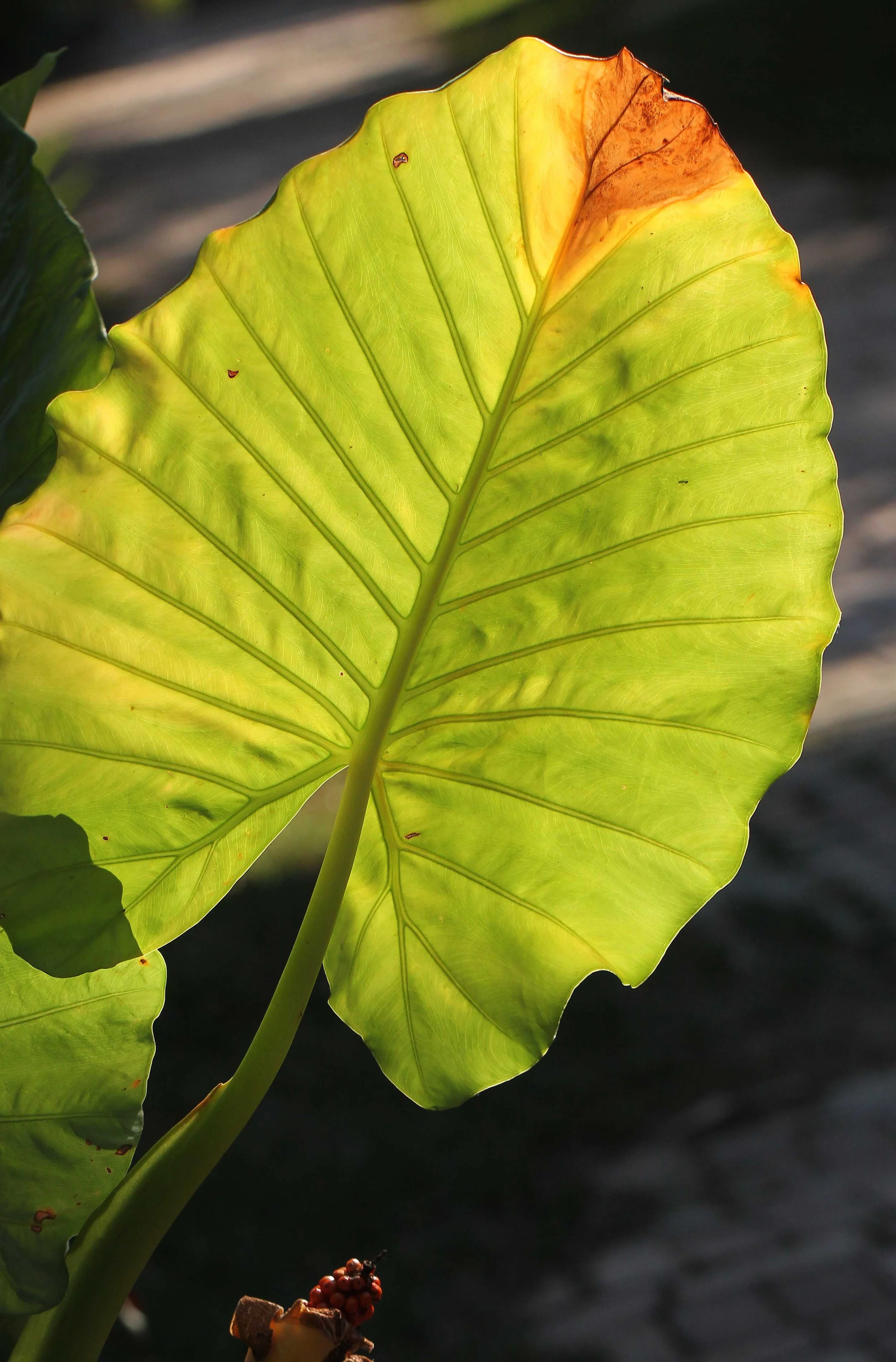2015 Koh Lanta Songkran with friends from ISB (562).JPG