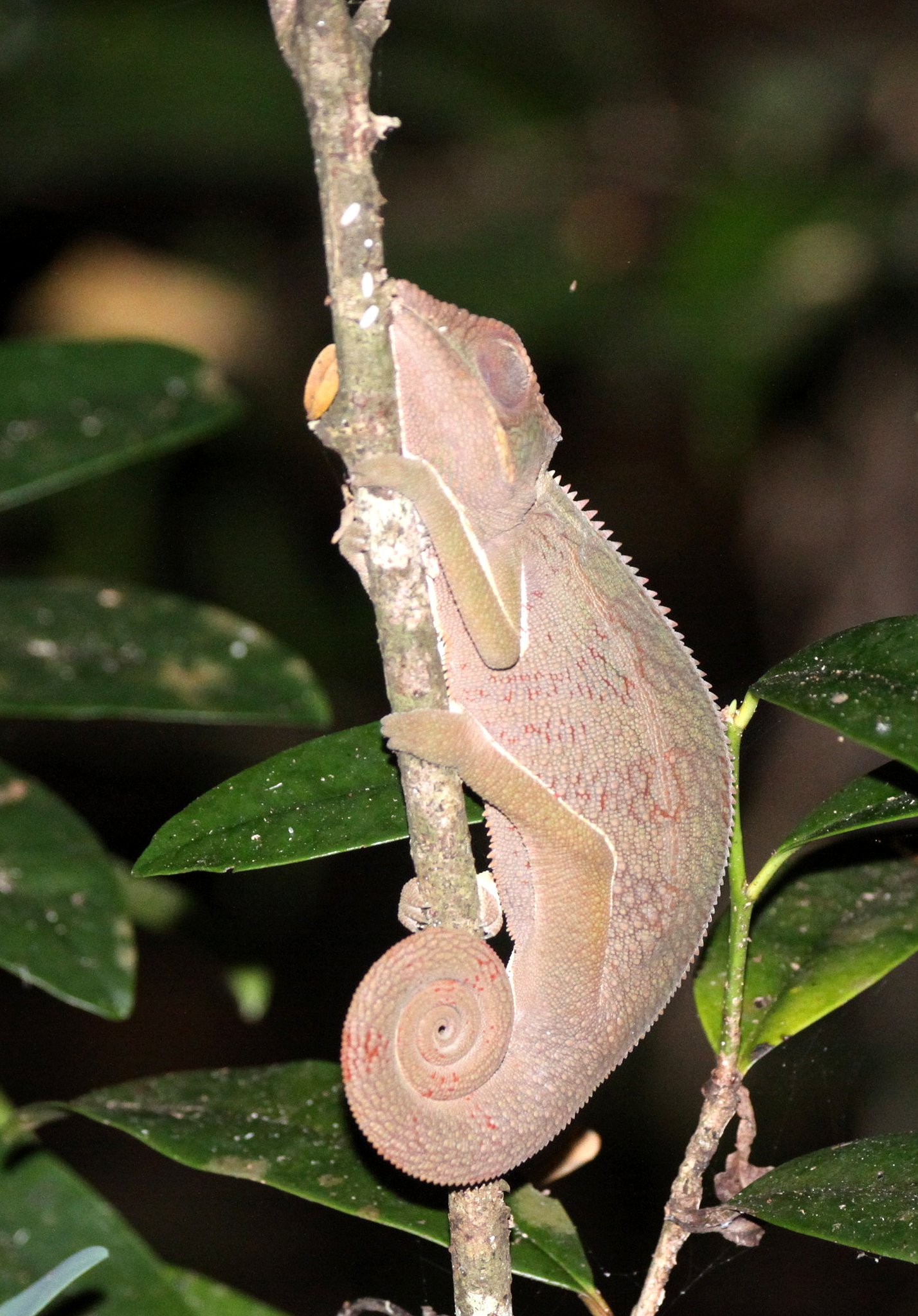 Furcifer pardalis - PANTHER CHAMELEON - ANKARANA NATIONAL PARK MADAGASCAR (2).JPG