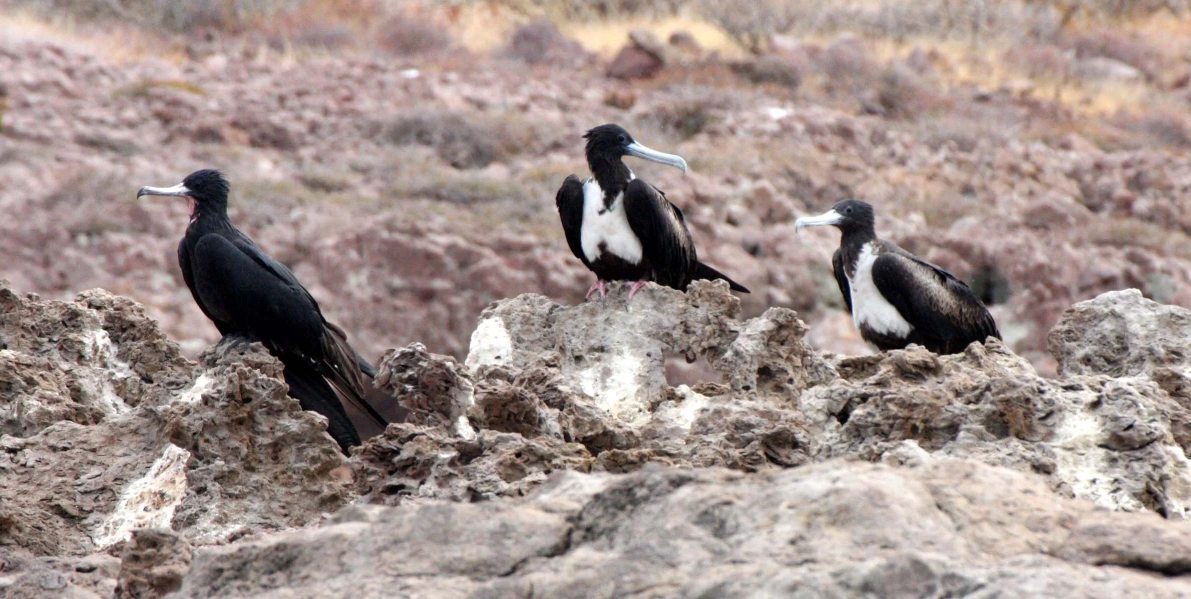 Magnificent Frigatebird (Fregata magnificens) Montserrat Island, Baja Mexico (4).JPG