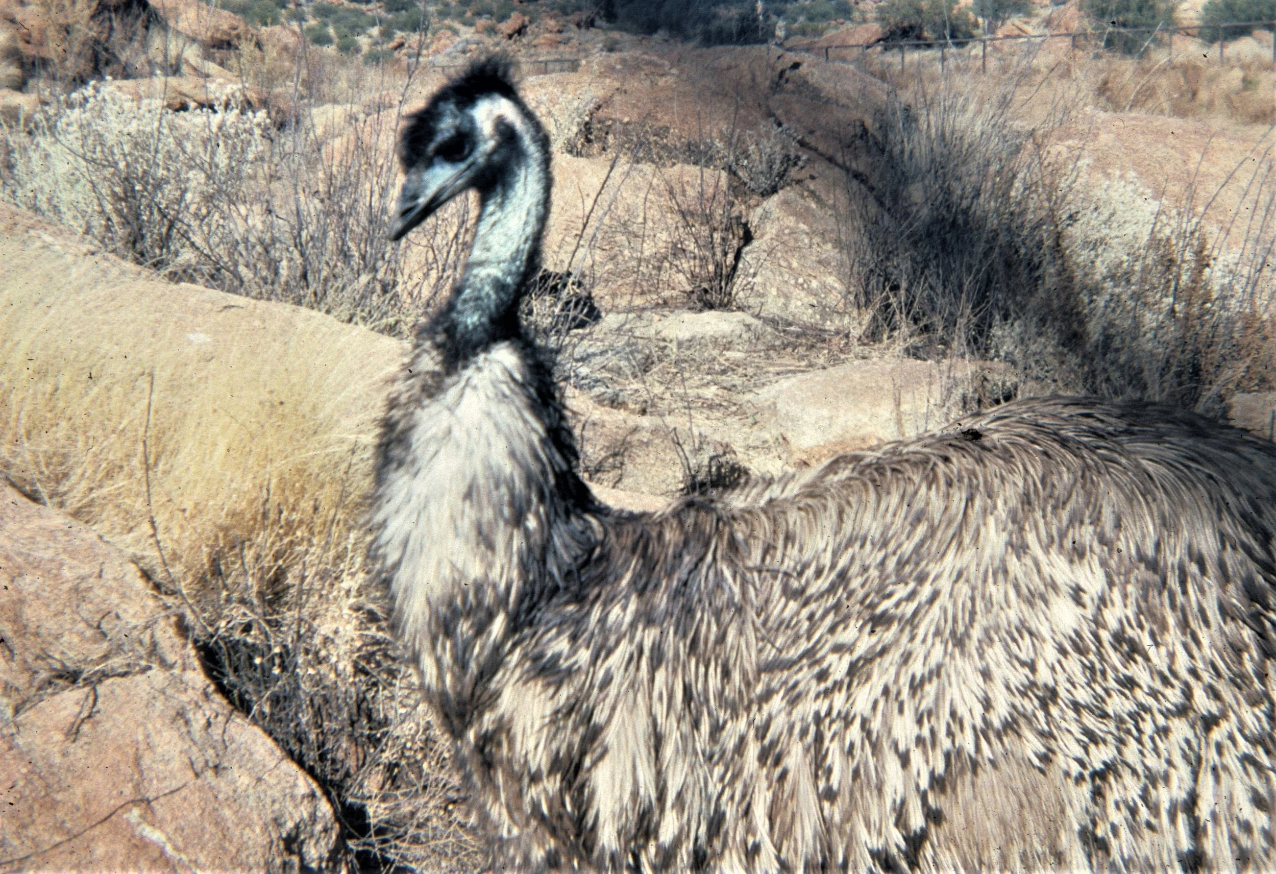 Dromaius novaehollandiae - EMU - AUSTRALIA aa.jpg