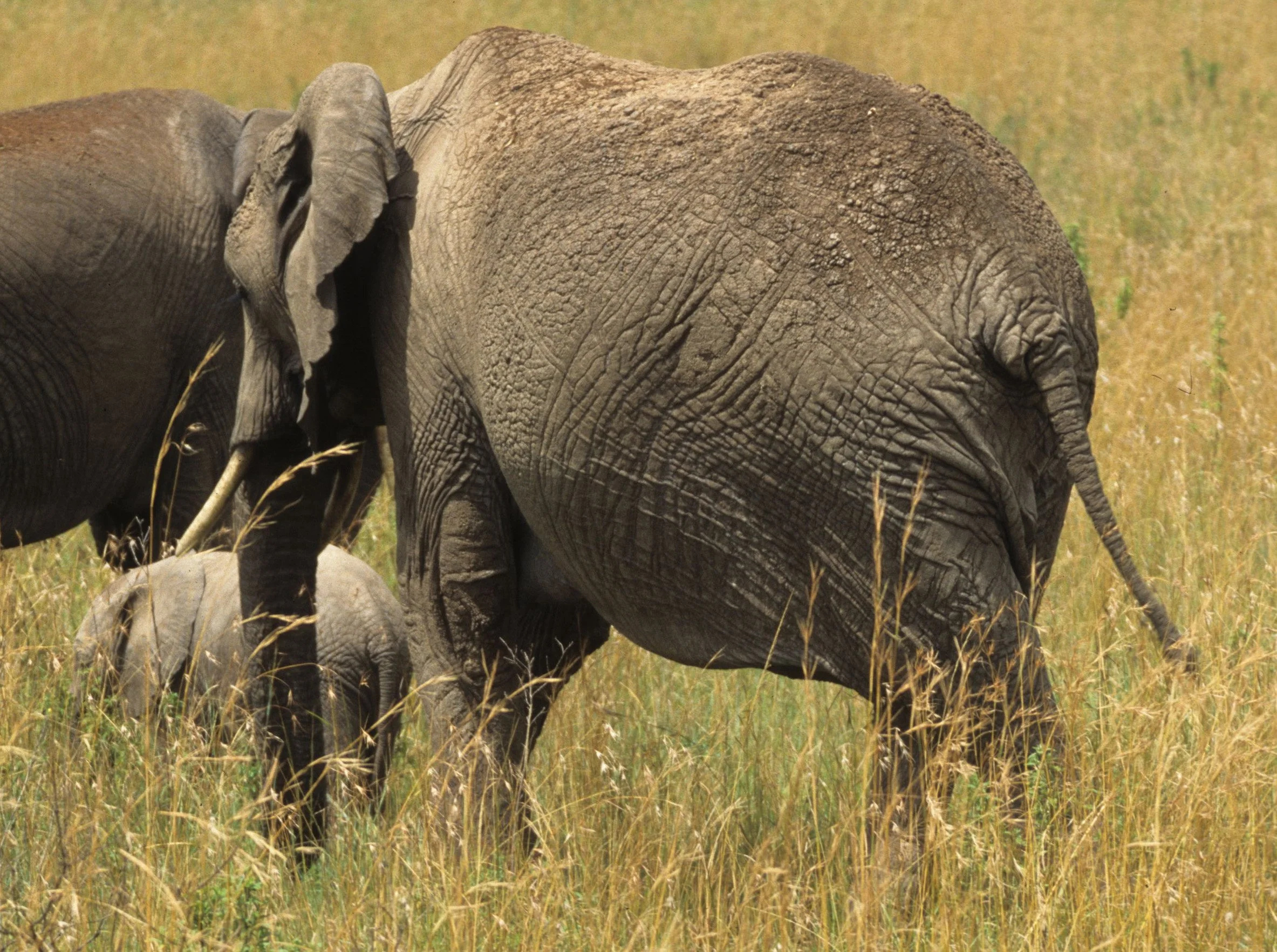ELEPHANT - SERENGETI 25A.jpg