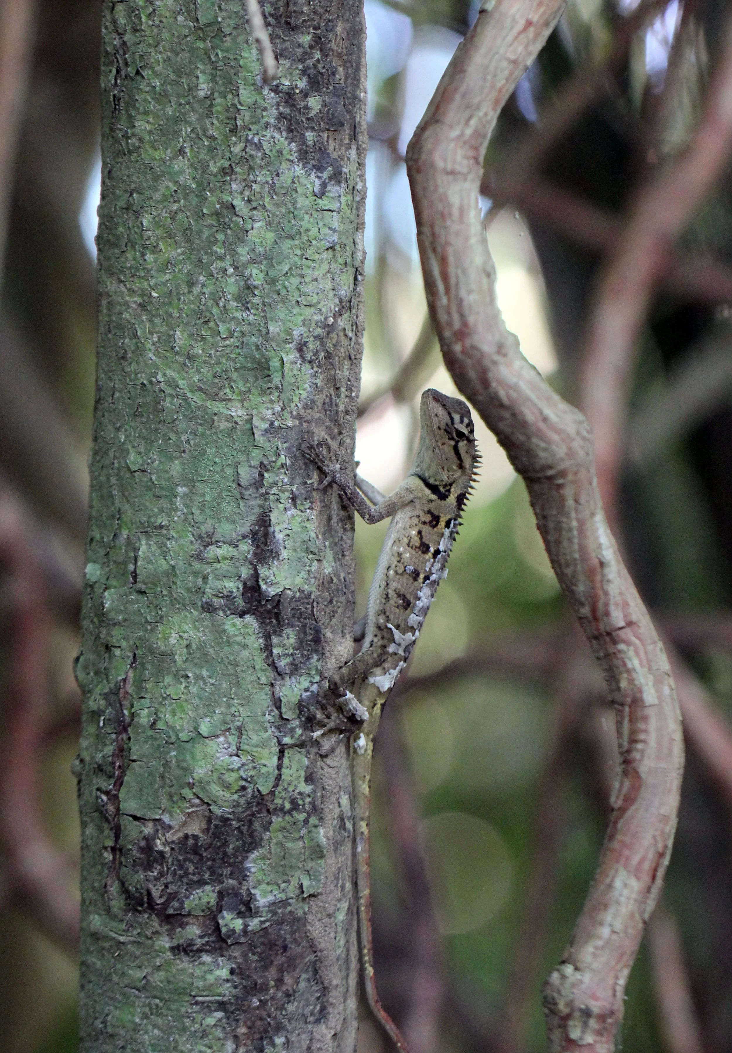 2015 Koh Lanta Build and Fun (141).JPG