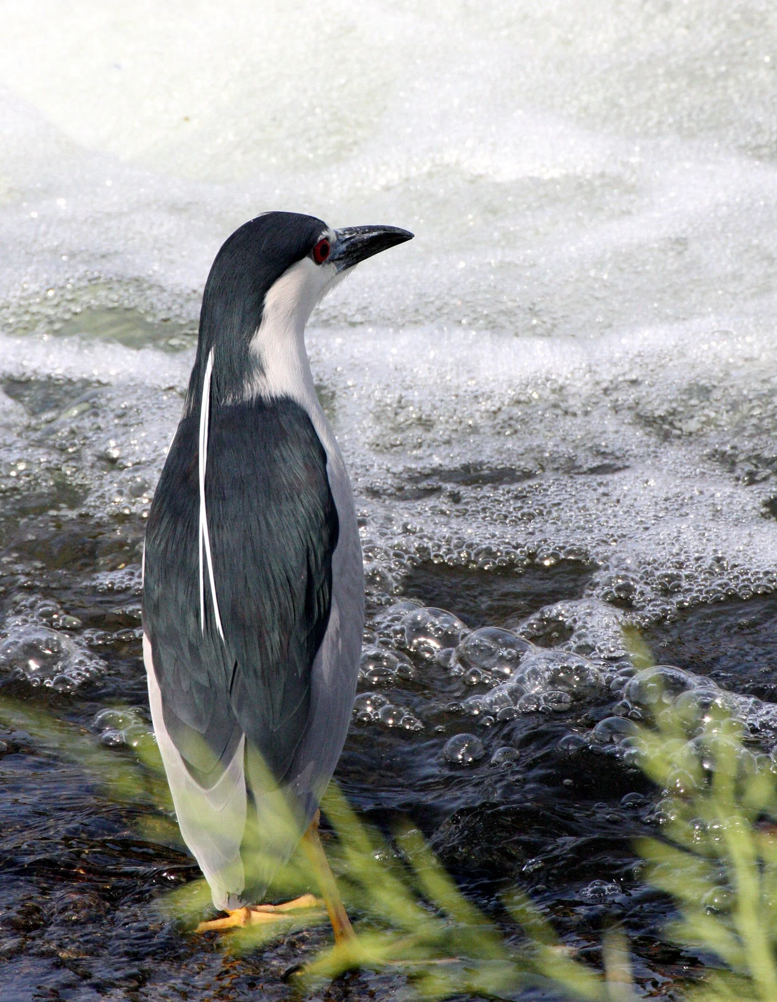 HERON - BLACK-CROWNED NIGHT HERON - Nycticorax nycticorax - KYOTO JAPAN (16).JPG