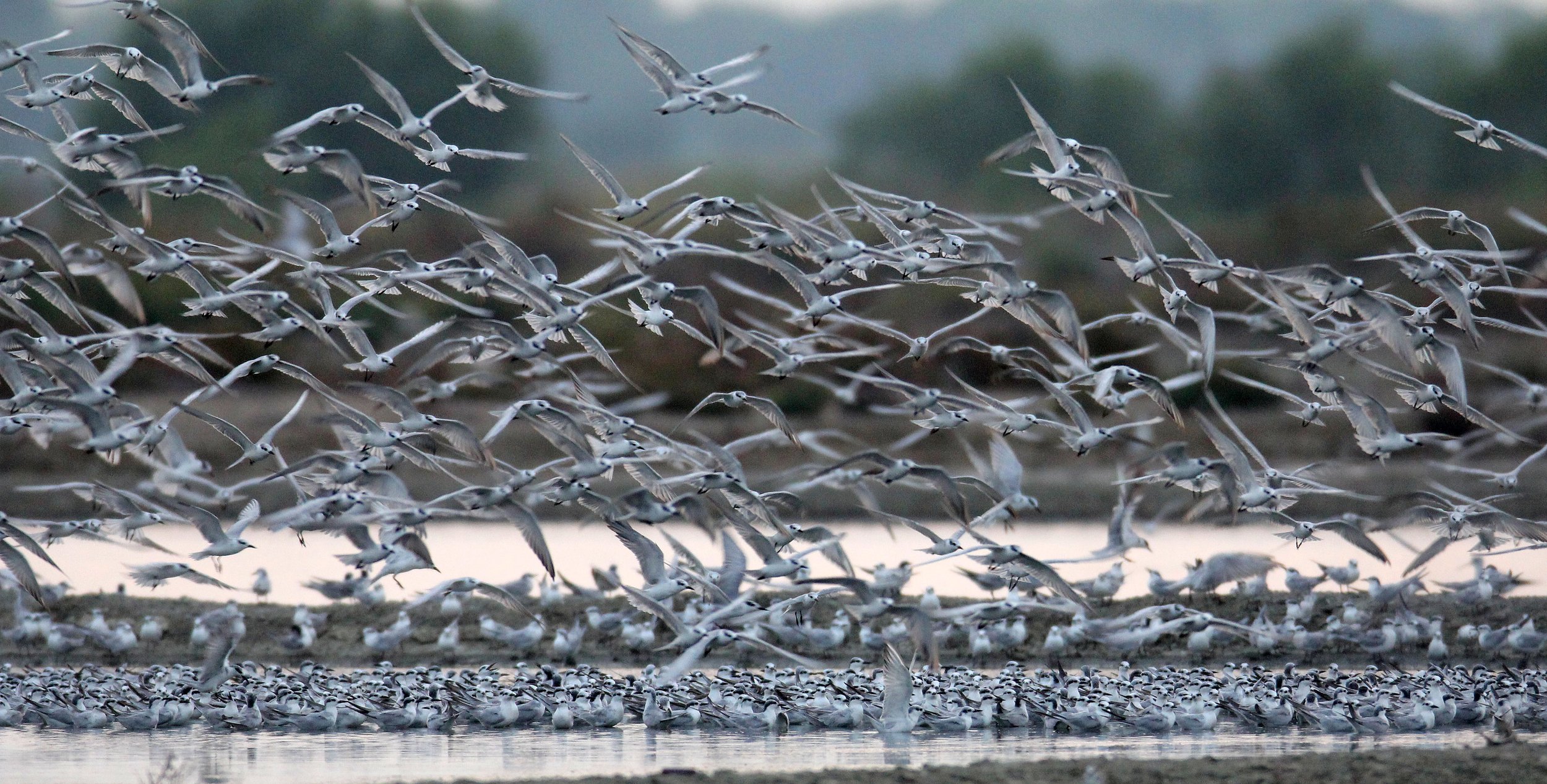 BIRD - TERN SPECIES MIXED FLOCK - WHISKERED AND LITTLE - KOK KHAM MAJACHAI  SALT PONDS - THAILAND (28).JPG