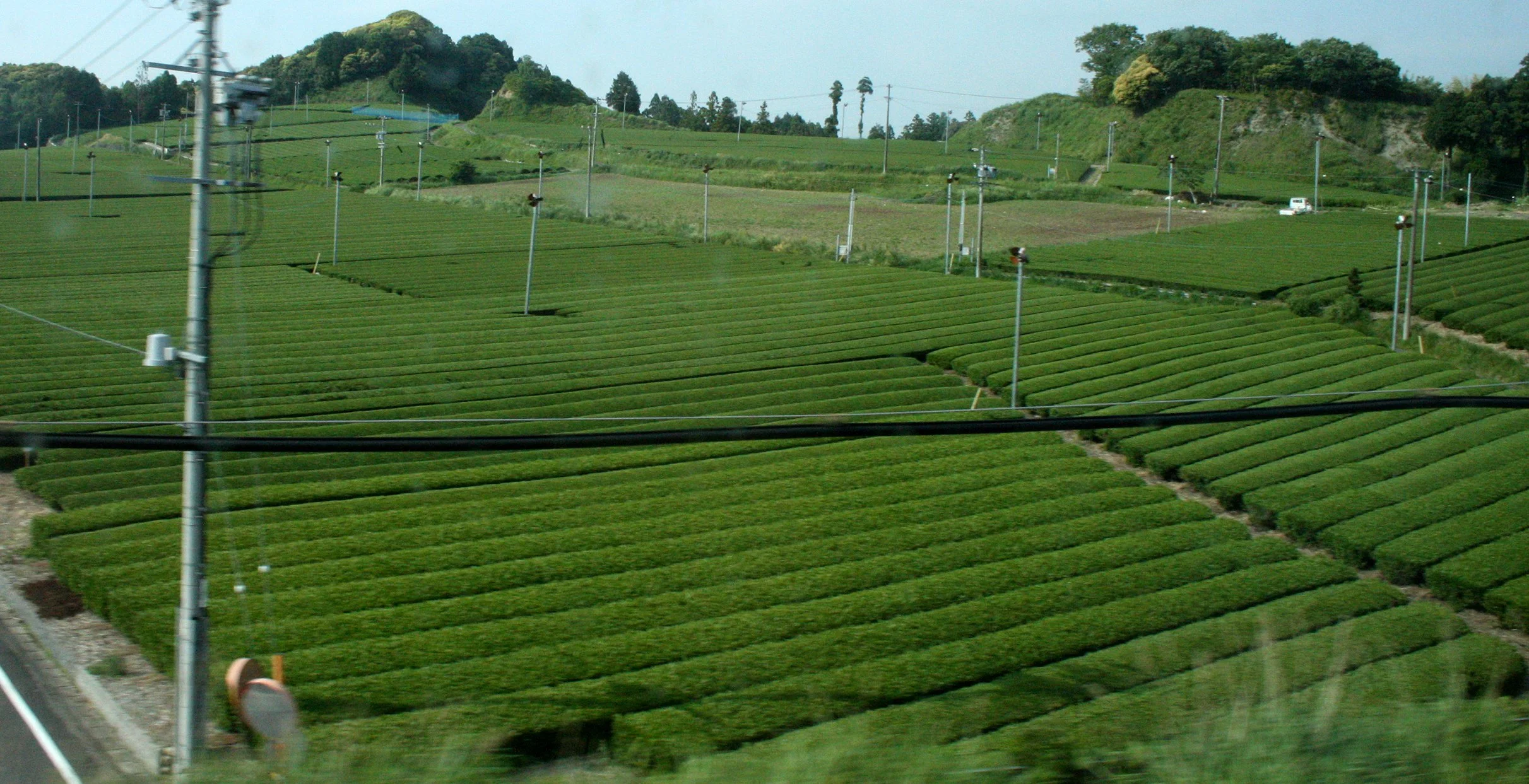NAGOYA - OCHA ORCHARDS - MAY 2009 (6).JPG