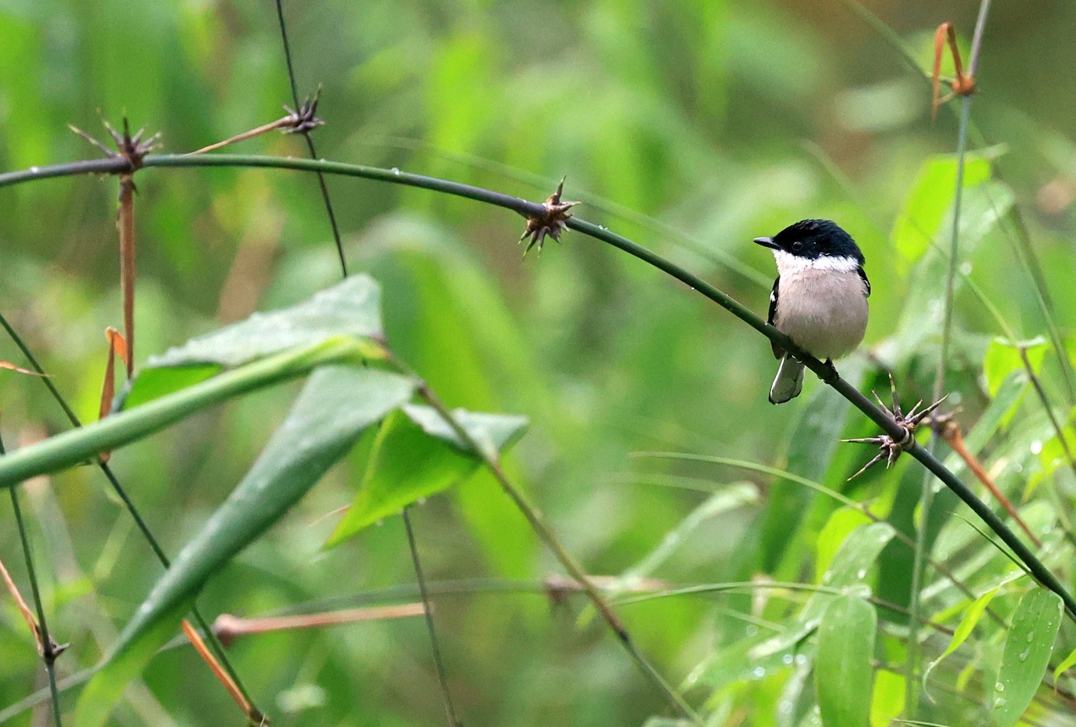 Bar-winged Flycatcher-shrike (Hemipus picatus) Khao Yai National Park Feb 2026 Day 2 (43).jpg