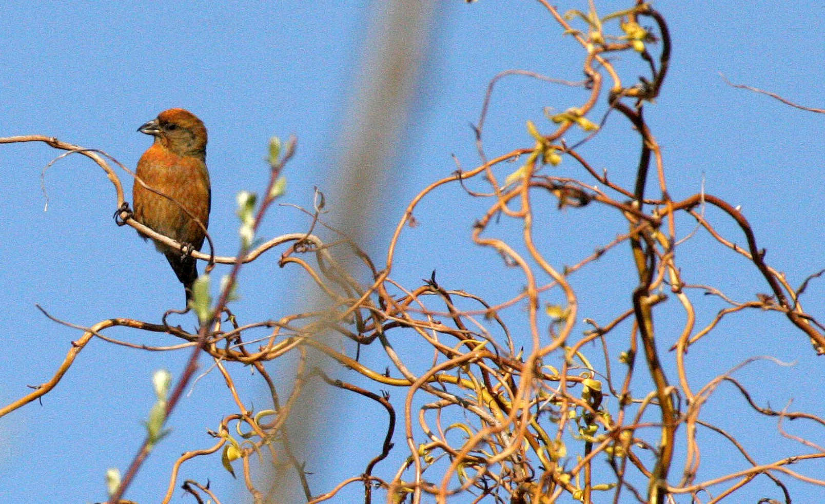 Red or Common rCossbill (Loxia curvirostra) Lake Farm, Olympic Peninsula Washington (7).JPG