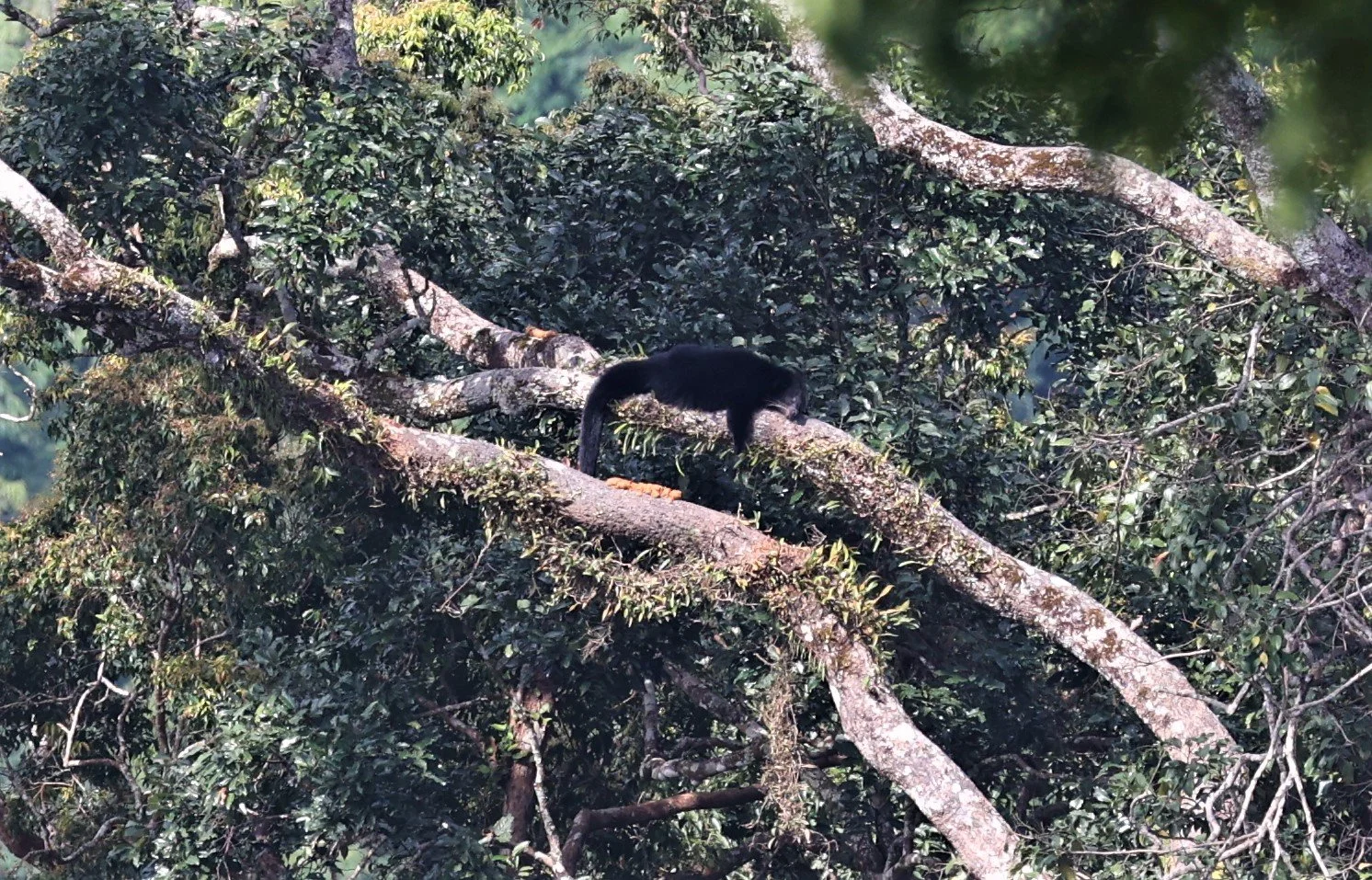 Arctictis binturong gairdneri - SIAMESE BINTURONG - KAENG KRACHAN PHANOEN THUNG 26 NOV 2021 (4).jpg