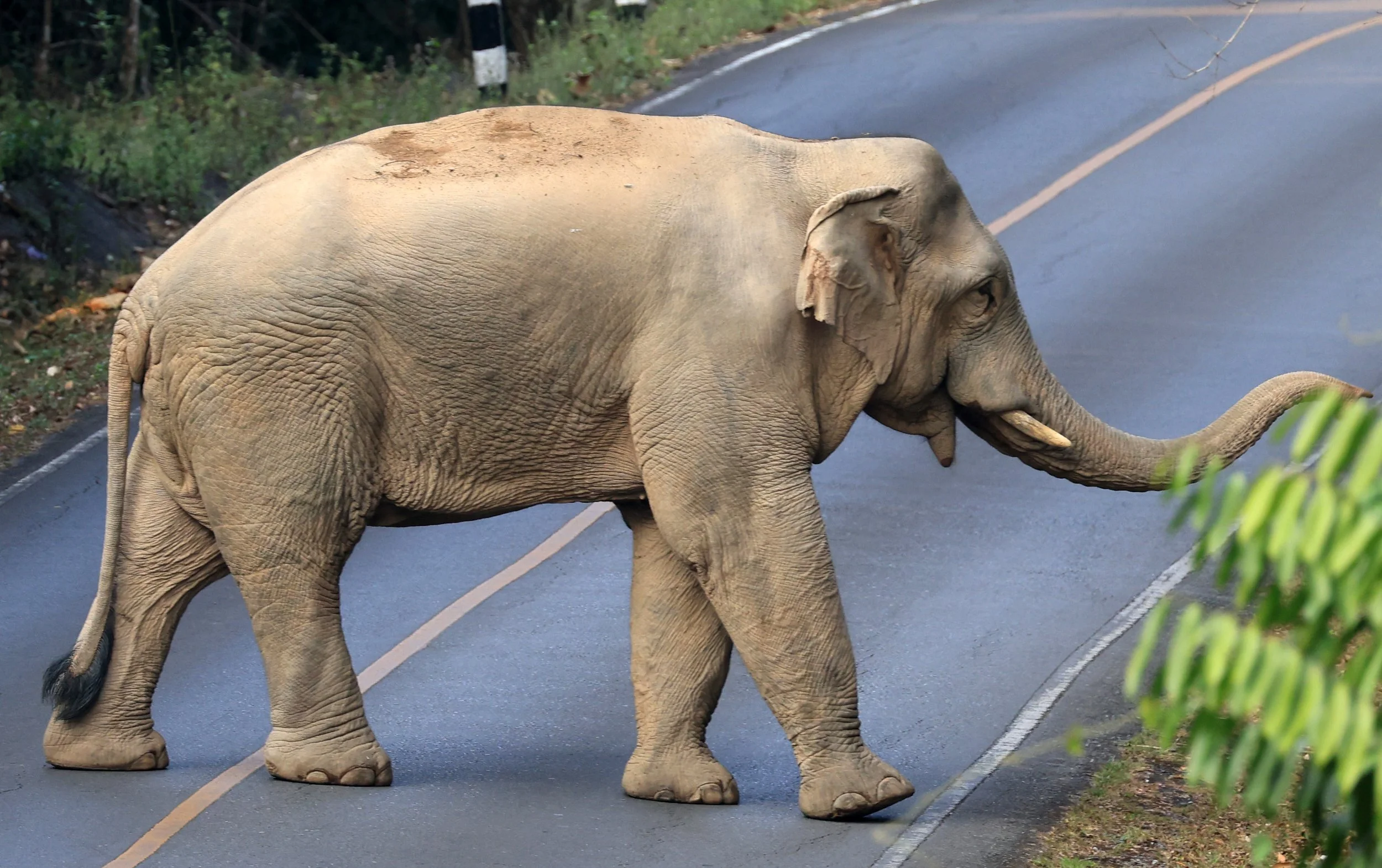 Asian Elephant (Elephas maximus) Khao Yai National Park, Thailand (90).jpg