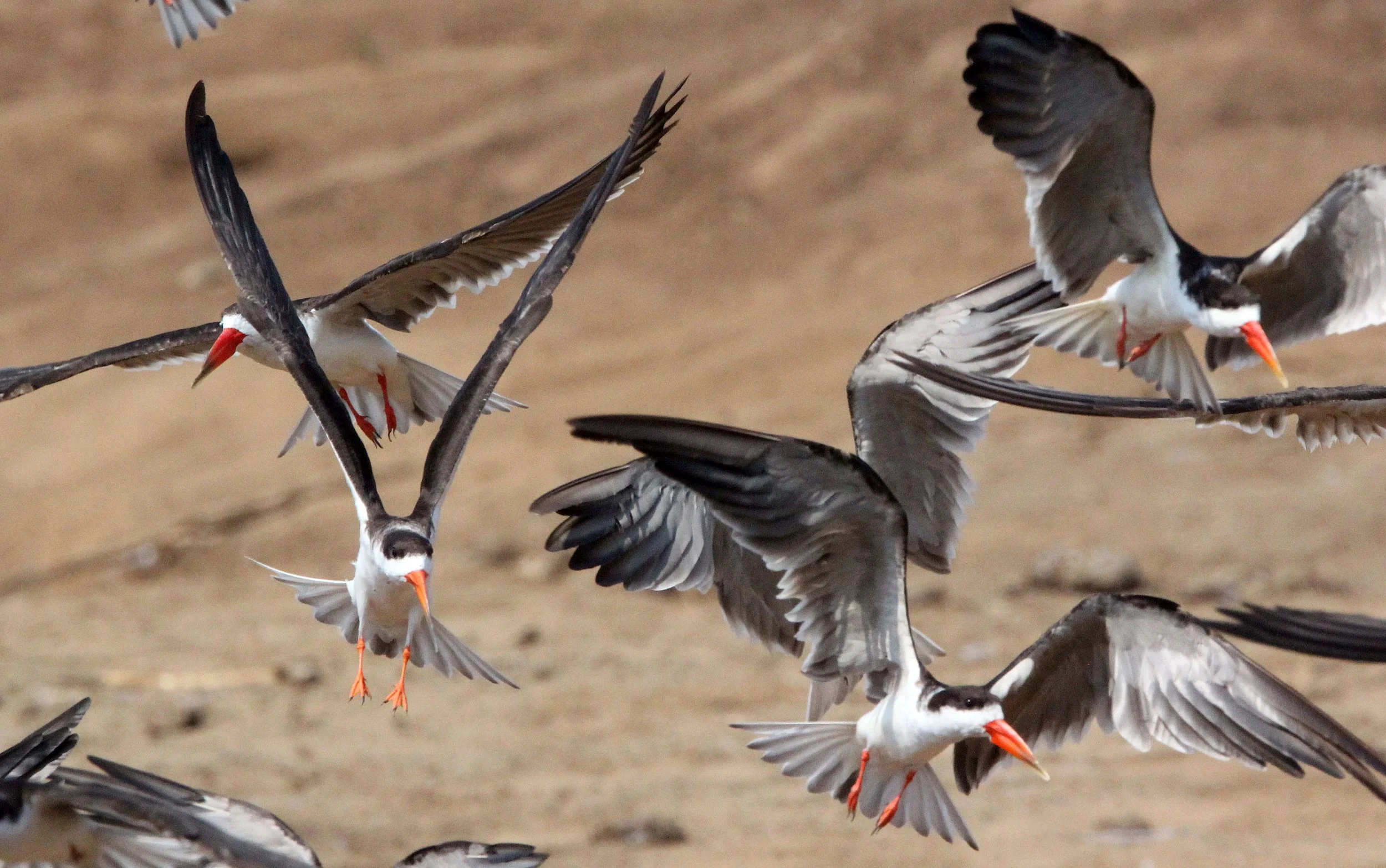 BIRD - SKIMMER - AFRICAN SKIMMER - QUEEN ELIZABETH NATIONAL PARK UGANDA (10).JPG