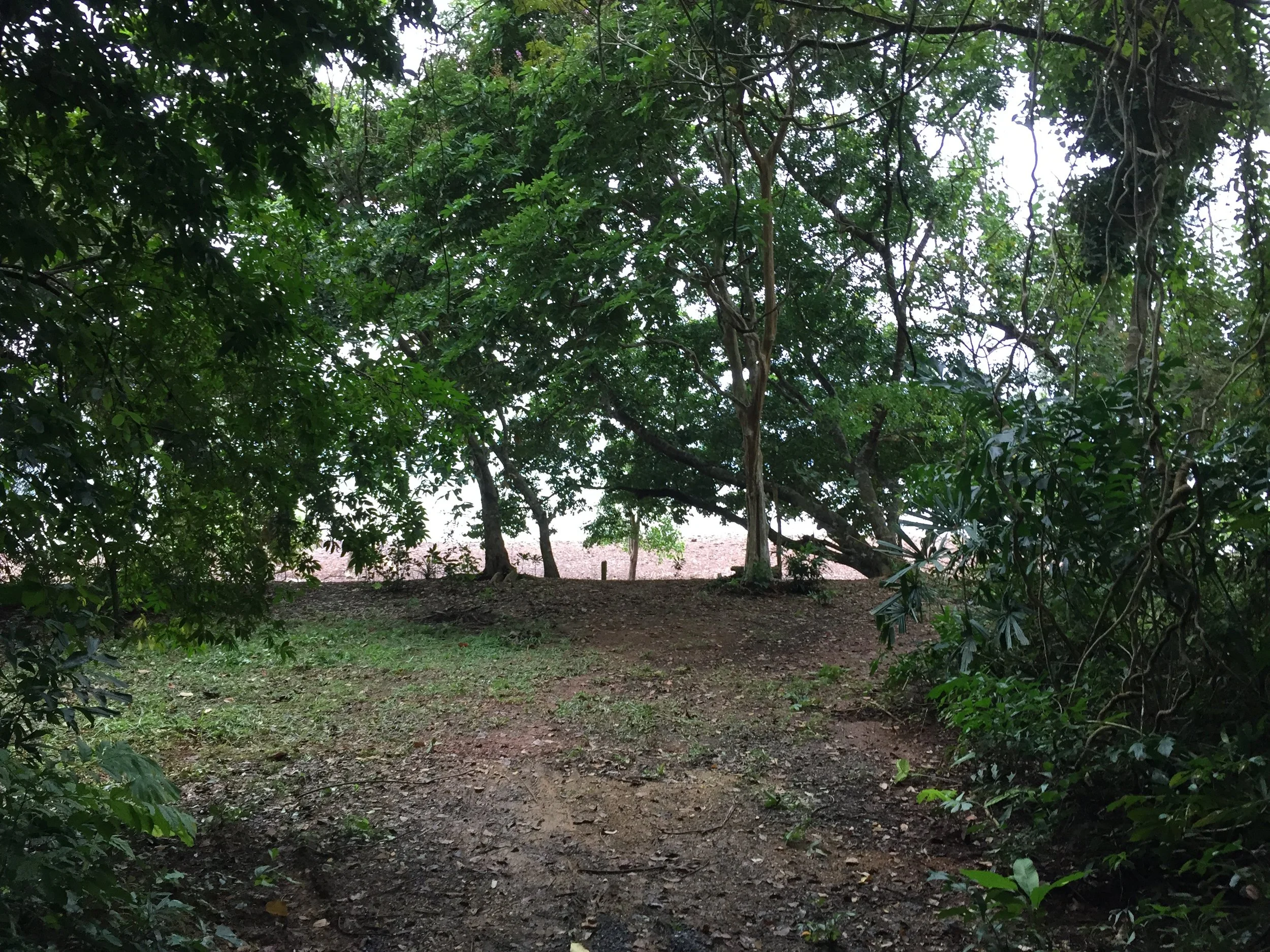 2015 Koh Lanta Garden & Nature (182).JPG