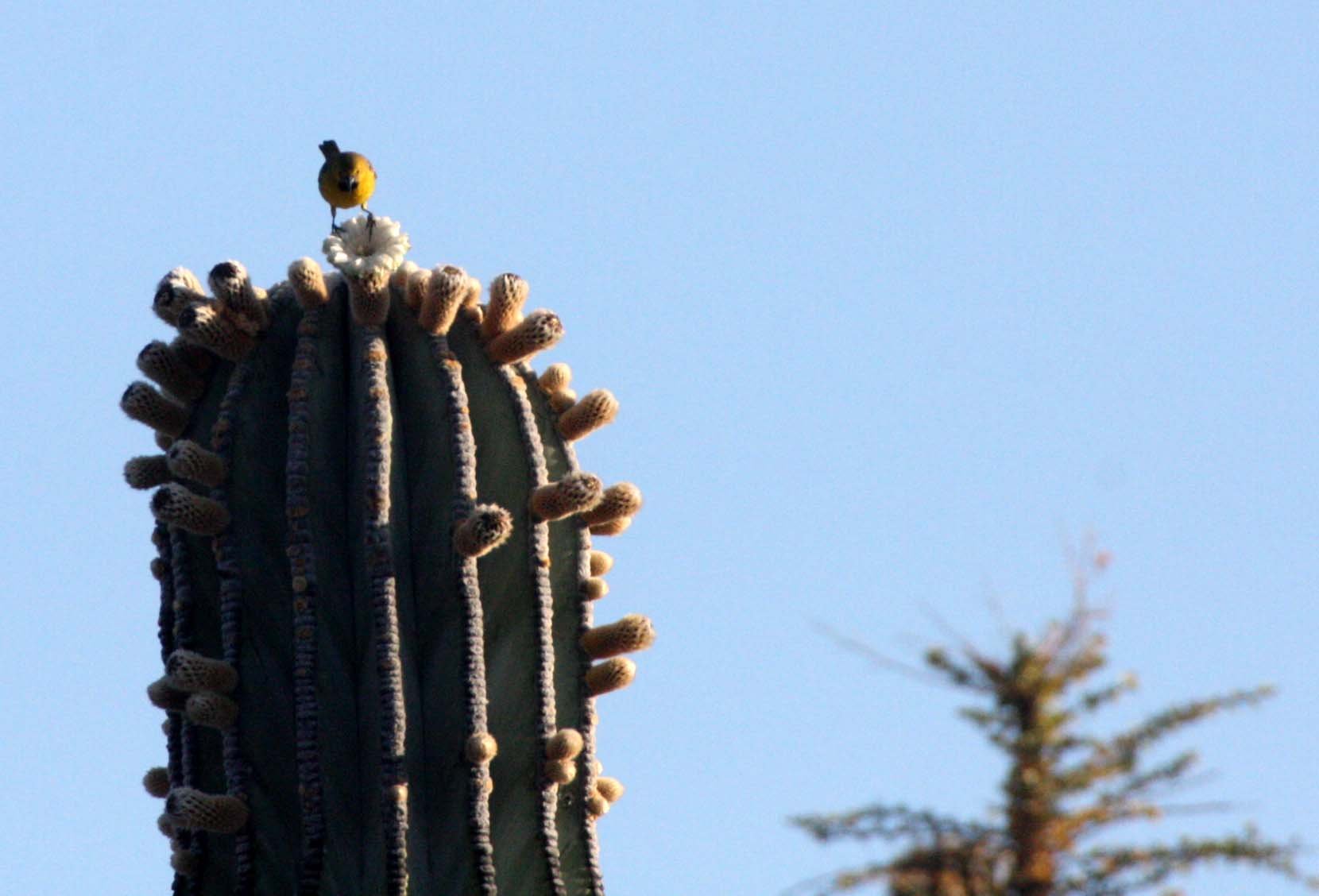 American Goldfinch (Spinus tristis) Catavina Desert, Baja Mexico (2).JPG