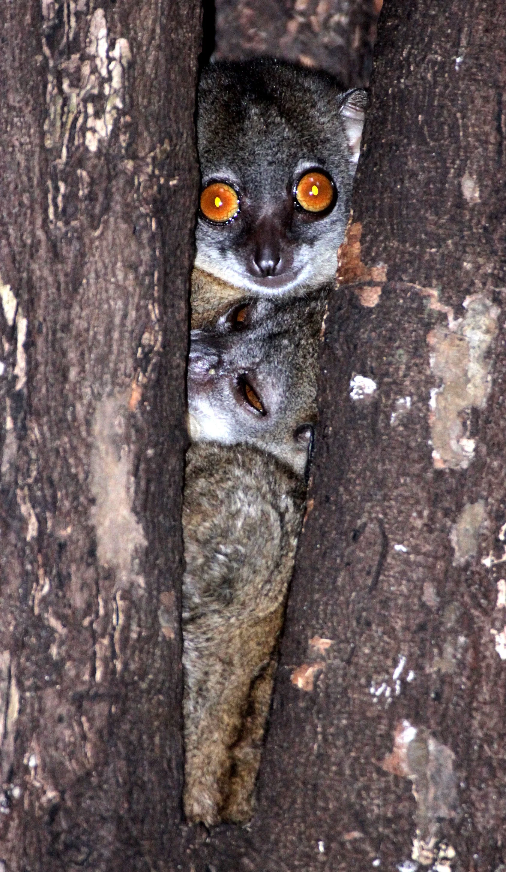 LEPILEMURIDAE - Lepilemur septentrionalis - SAHAFARY SPORTIVE LEMUR - ANKARANA NATIONAL PARK MADAGASCAR (88).JPG
