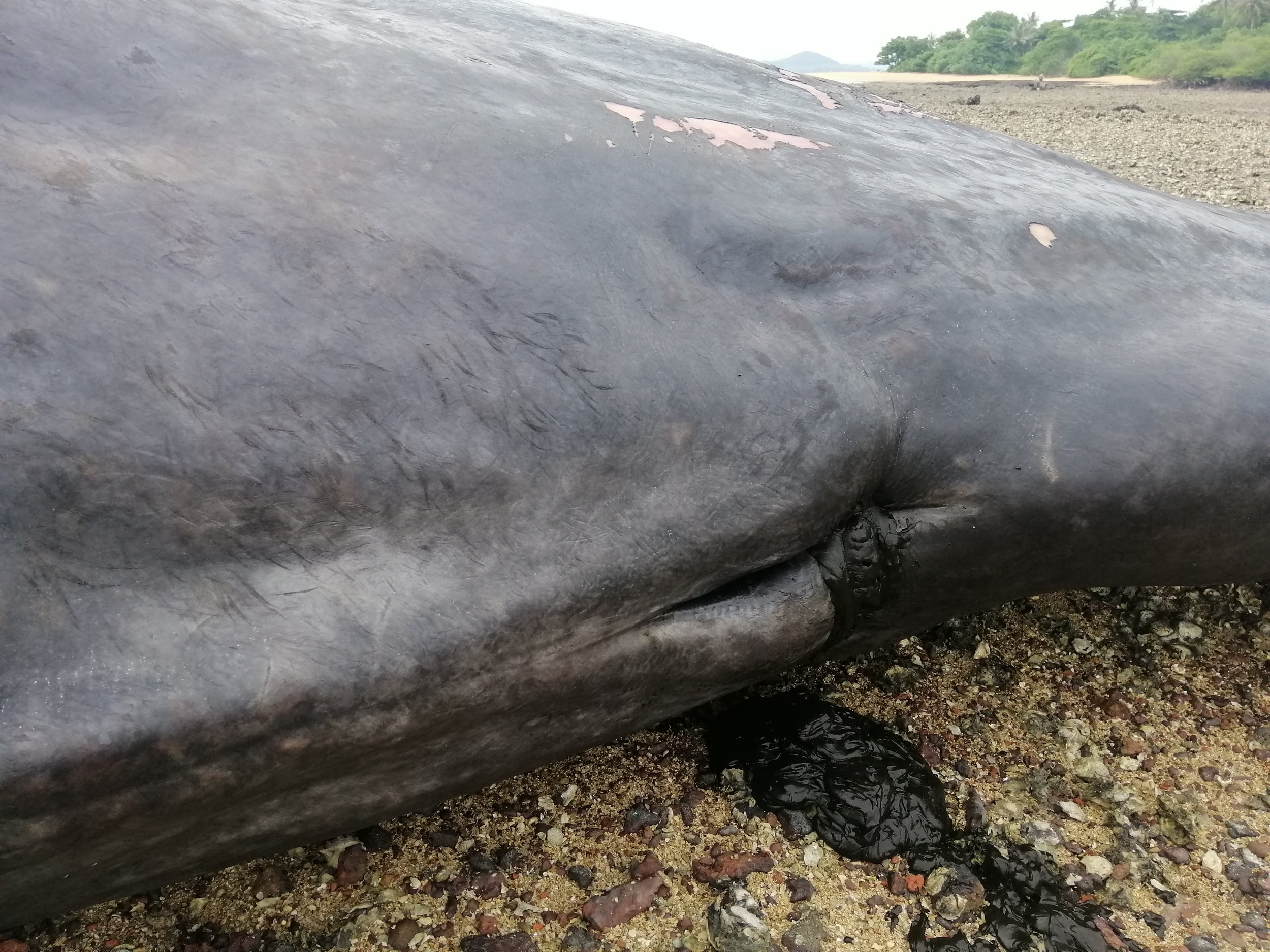 2019 Koh Lanta Dead Sperm Whale Summer Trip (23).jpg