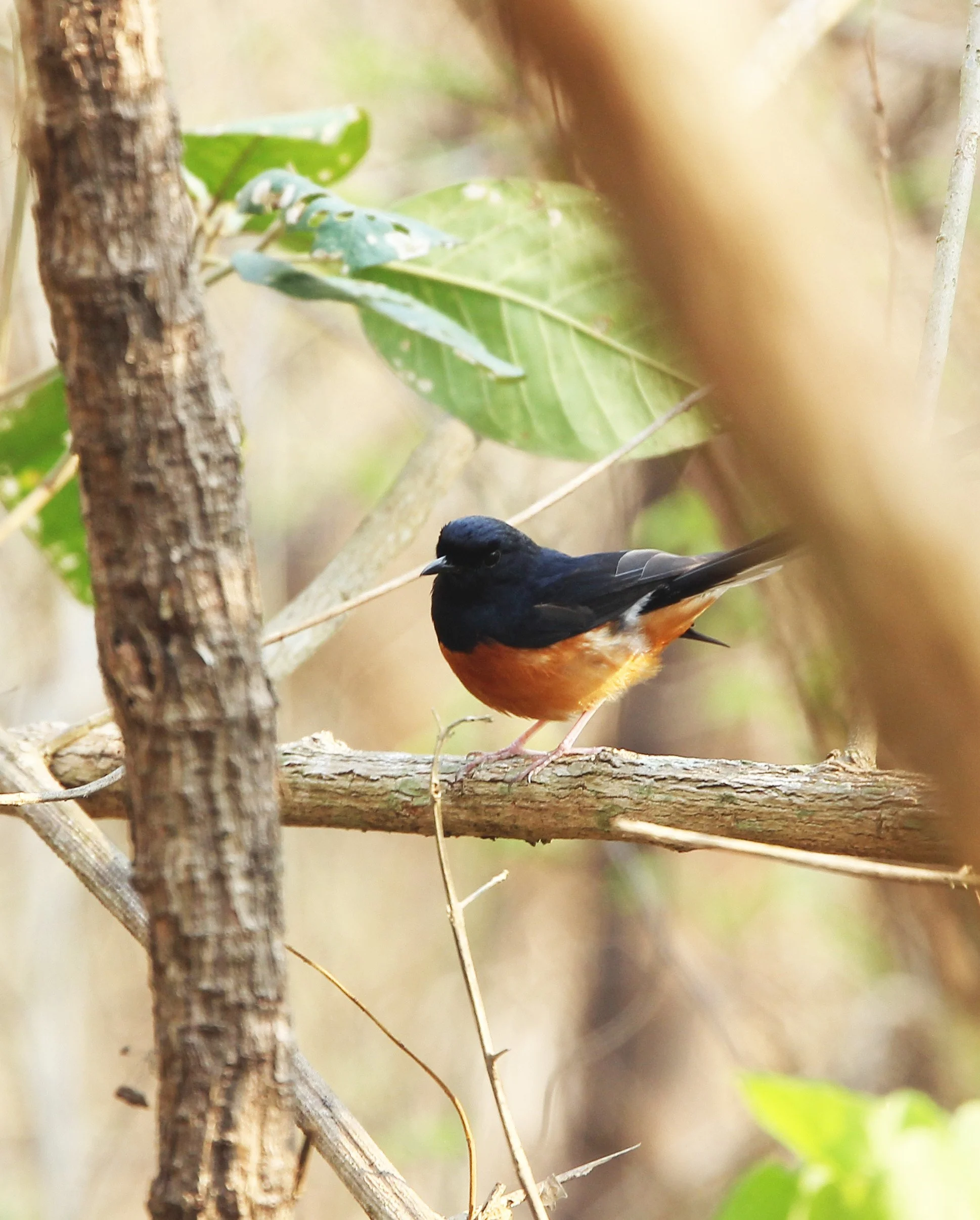 SHAMA - WHITE-RUMPED SHAMA - Copsychus malabaricus - KHAO BAN DAI - HUAI KHA KHAENG NATURE RESERVE THAILAND (19).JPG