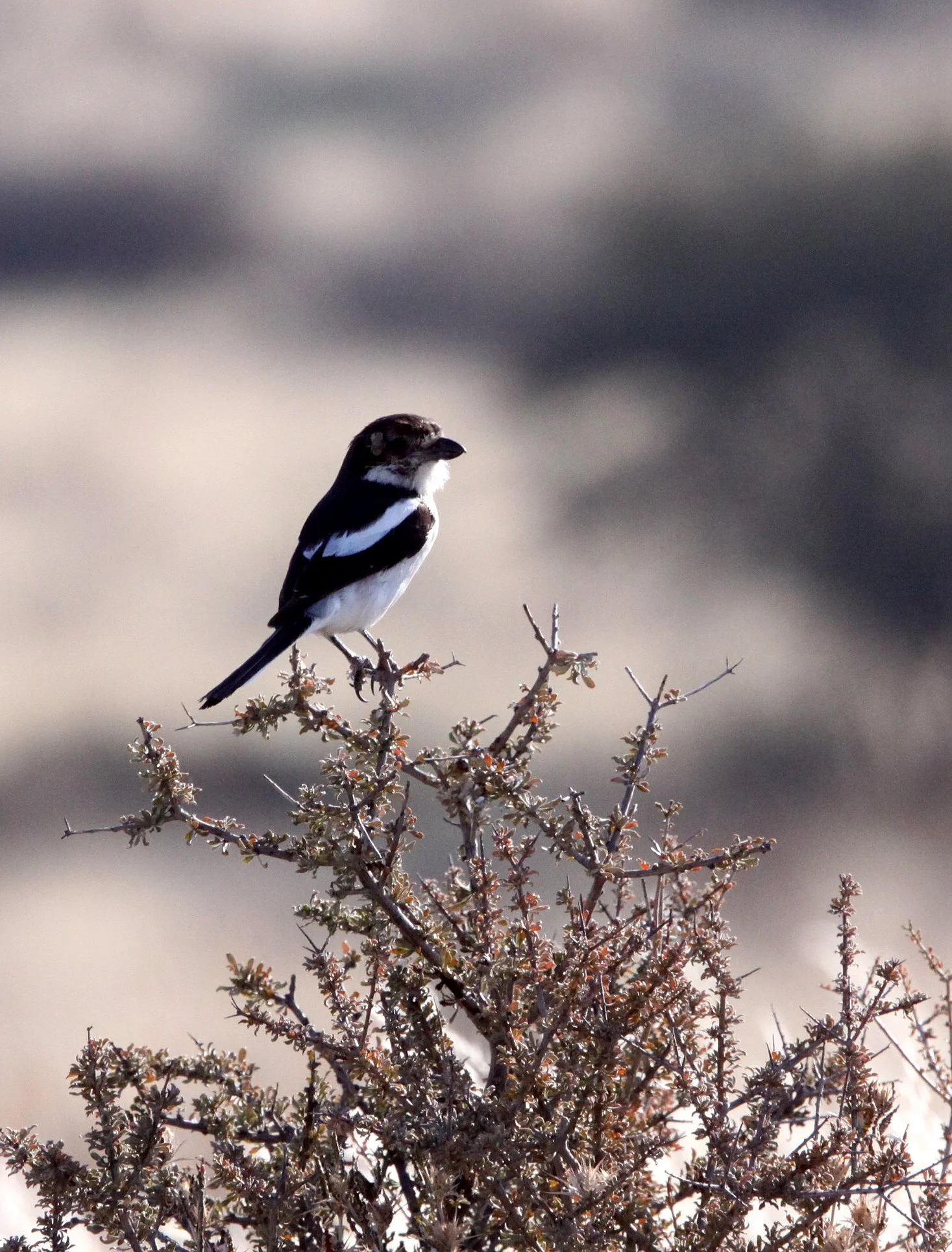 Common Fiscal Shrike (Lanius collaris) Kgalagadi NP South Africa (2).JPG