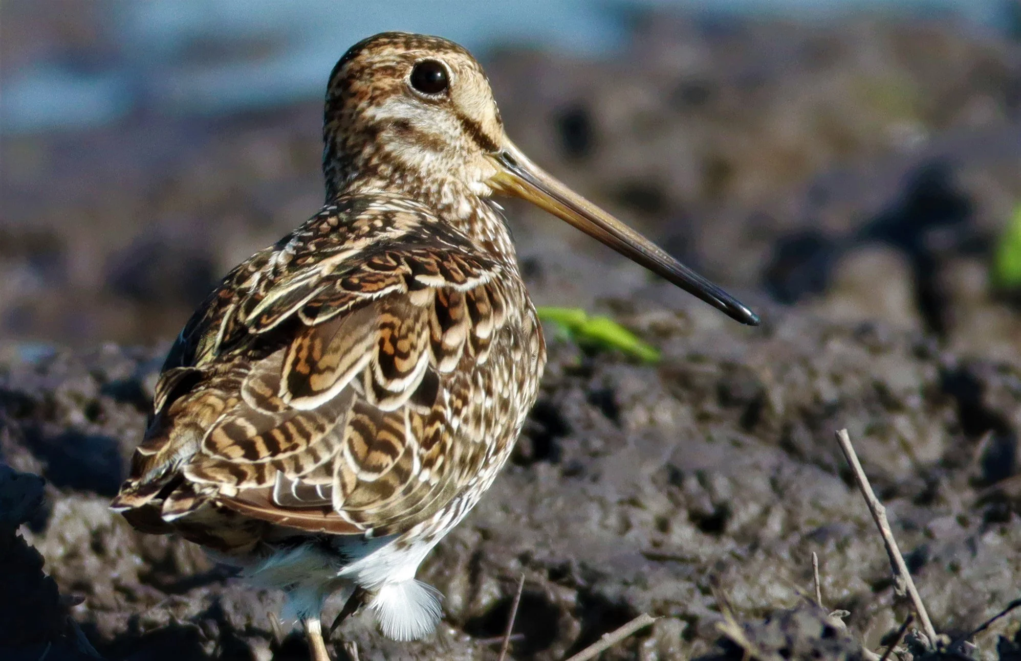 SNIPE - PINTAIL SNIPE - Gallinago stenura - PATHUM THANI RICE RESEARCH CENTER AUGUST 24 2021 (52).jpg