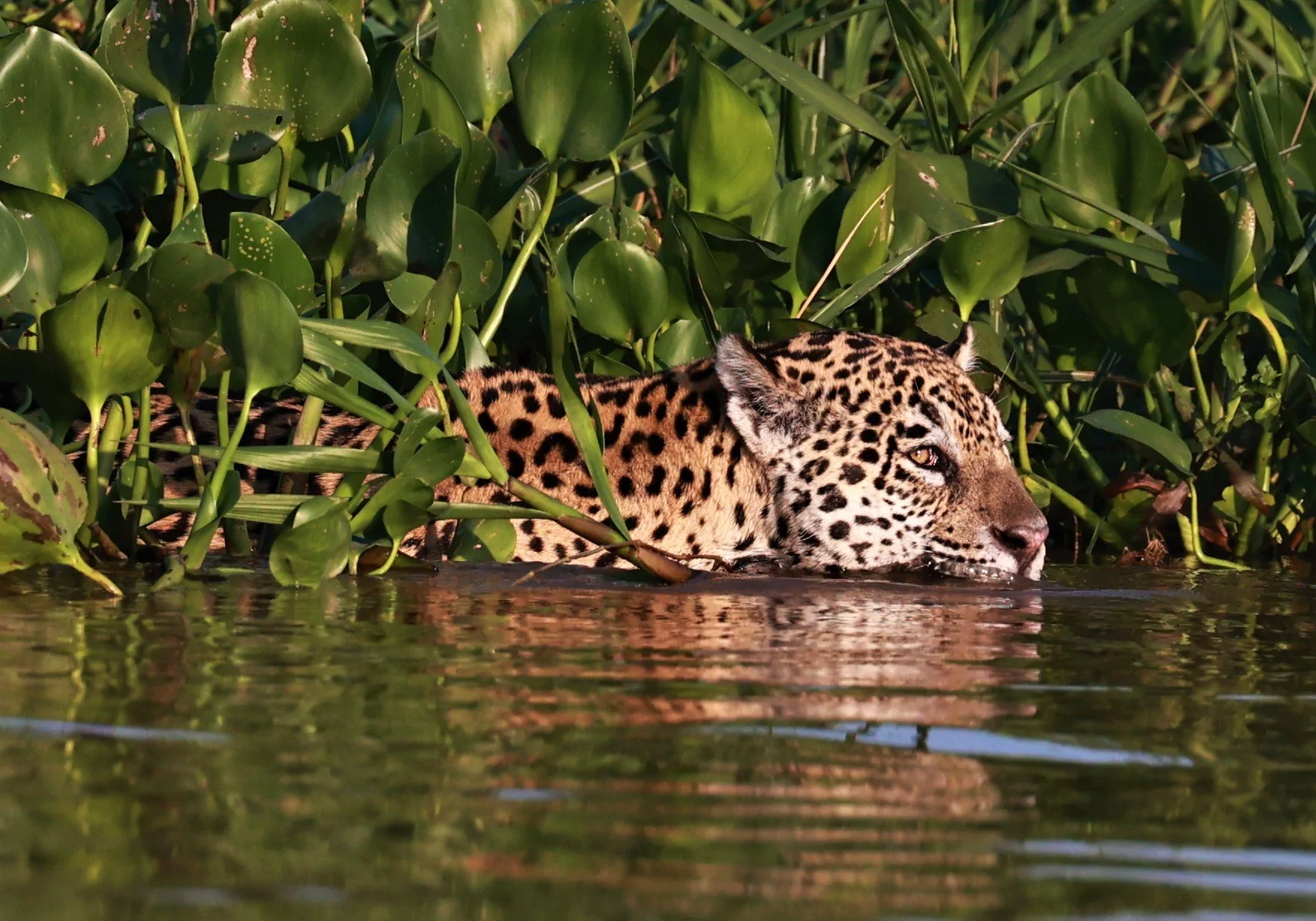 Panthera onca - Jaguar - Pantanal - Mato Grosso, Transpantaneira M-060 (12).JPG