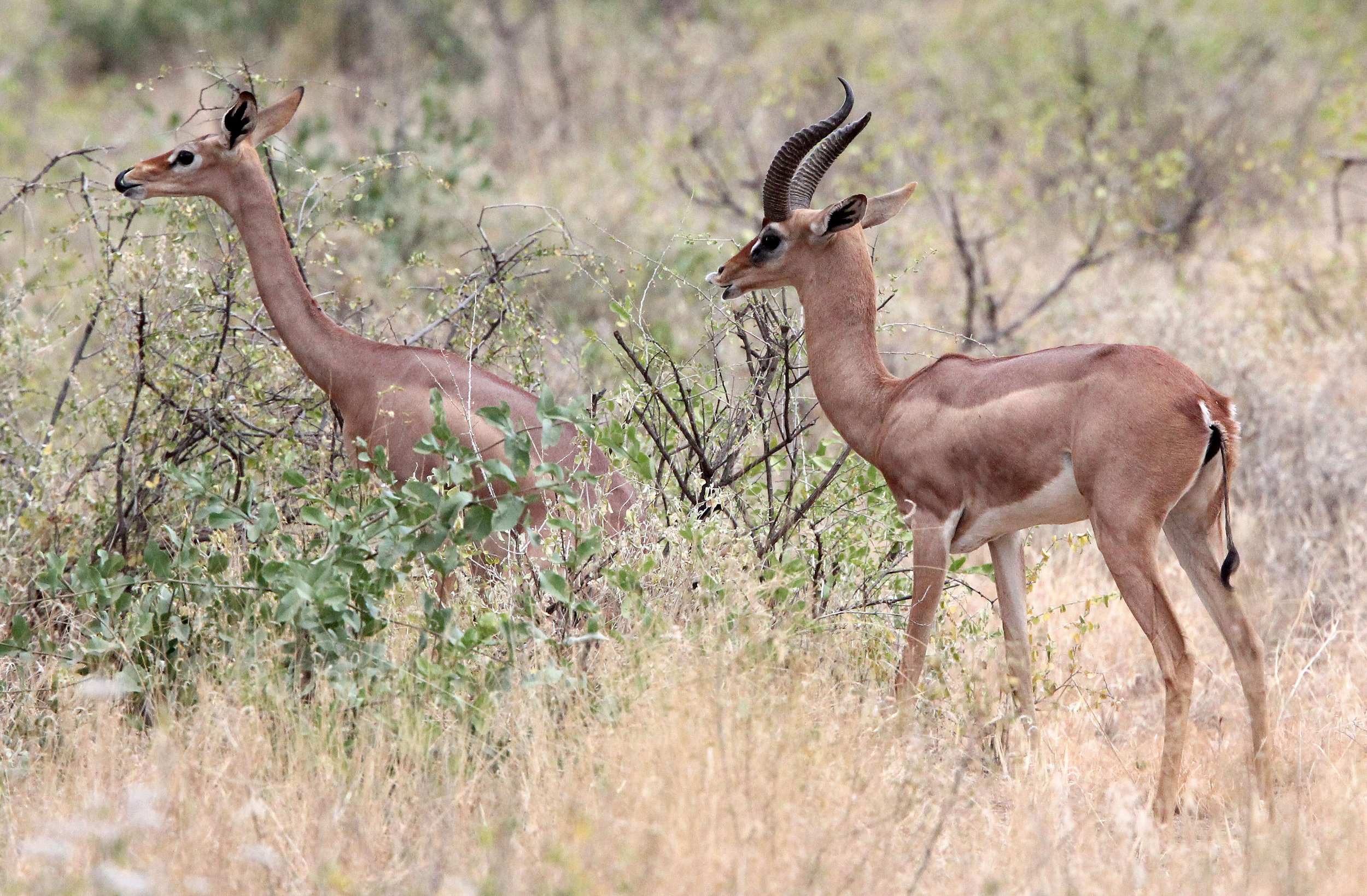 GERENUK - SOUTHERN GERENUK - Litocranius walleri - SAMBURU NATIONAL PARK KENYA  (45).JPG