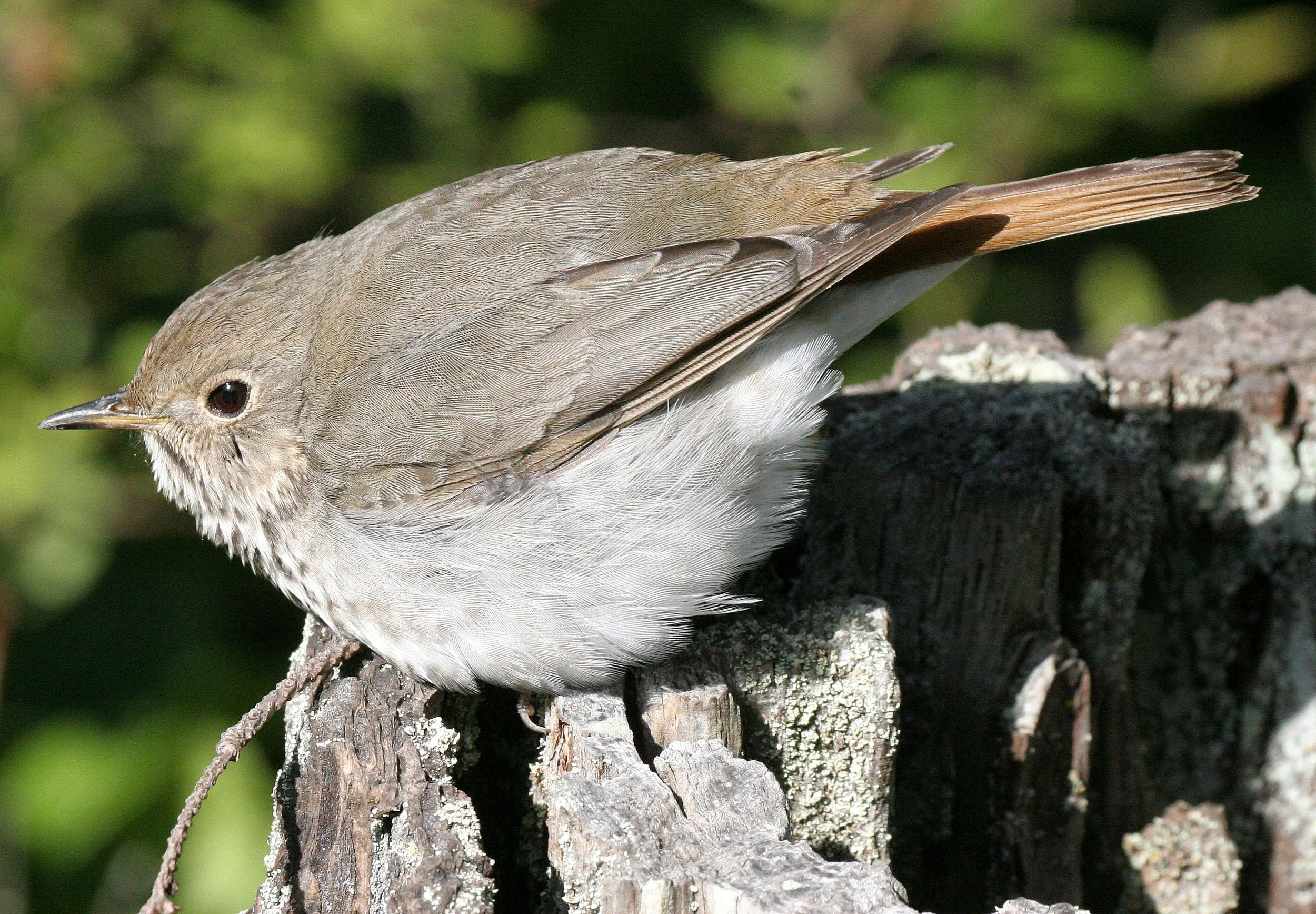 BIRD - THRUSH - SWAINSON'S THRUSH - CATHARUS USTULATUS - LAKE FARM WOODS WA (11).JPG