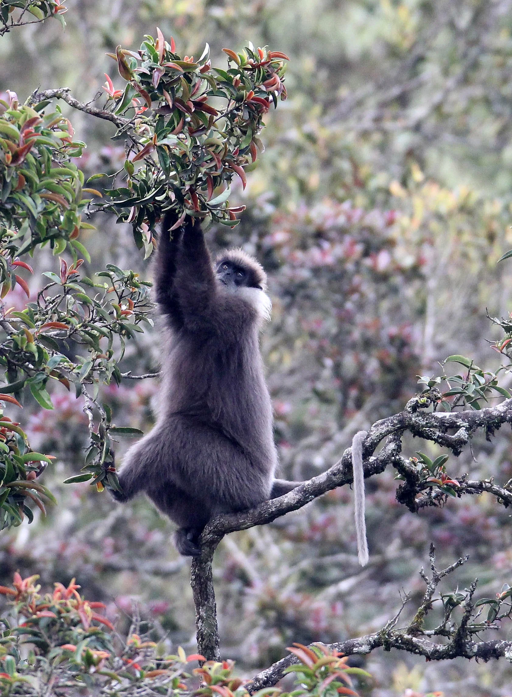 CERCOPITHECIDAE - Semnopithecus vetulus monticola - BEAR OR MONTANE PURPLE-FACED LEAF MONKEY - NUWARA ELIYA, HORTON PLAINS SRI LANKA (19).JPG