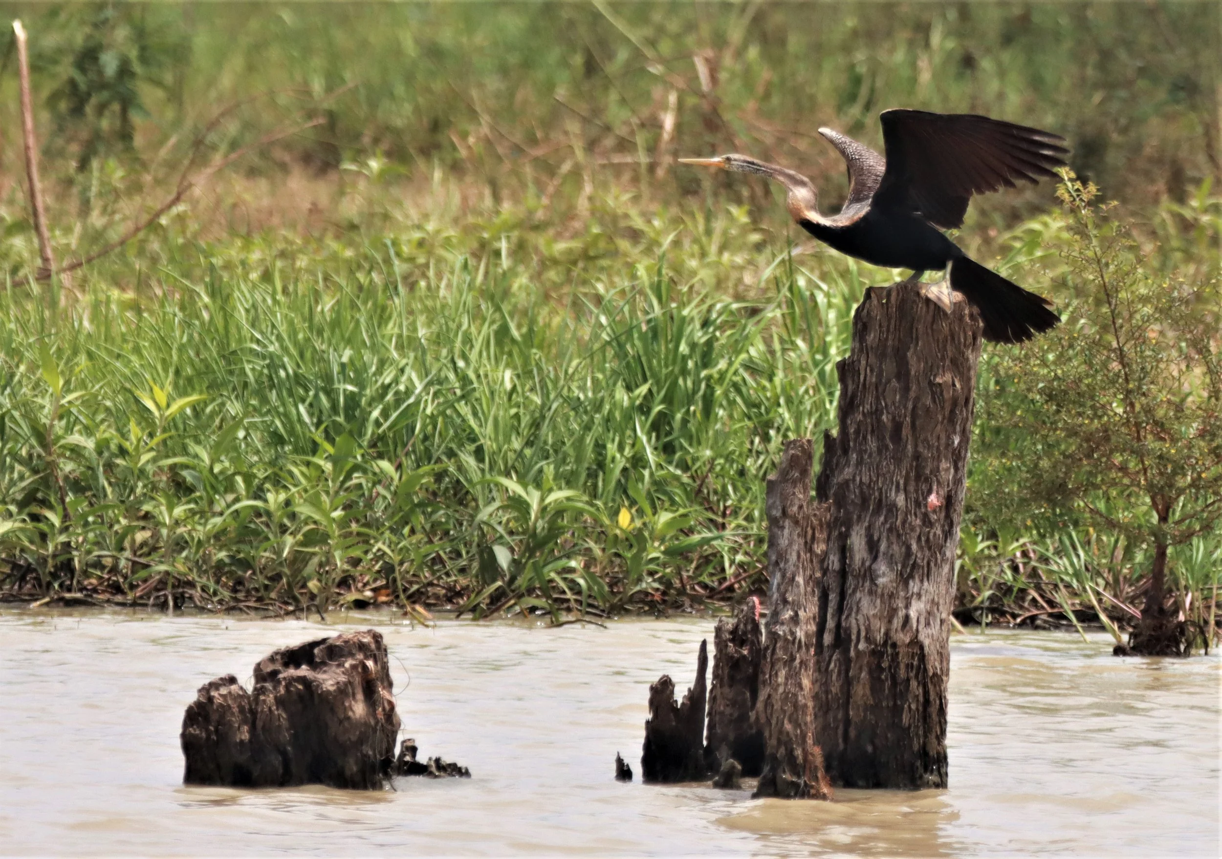 DARTER - Anhinga melanogaster - BUENG BORAPHET NAKHON SAWAN AUGUST 2021 (41).jpg