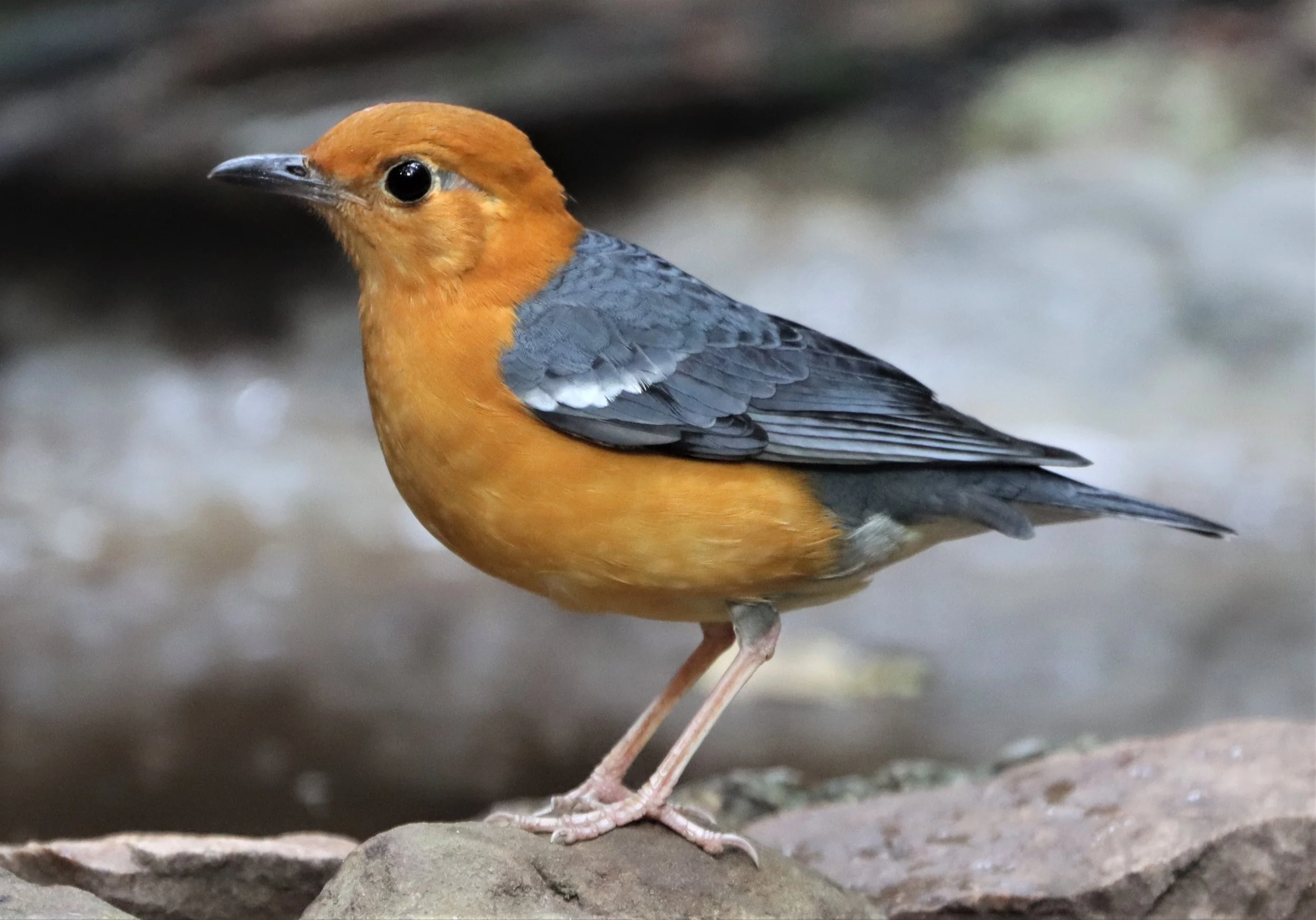 Orange-headed Thrush (Zoothera citrina) Neung Hide Kaeng Krachan NP (15).jpg