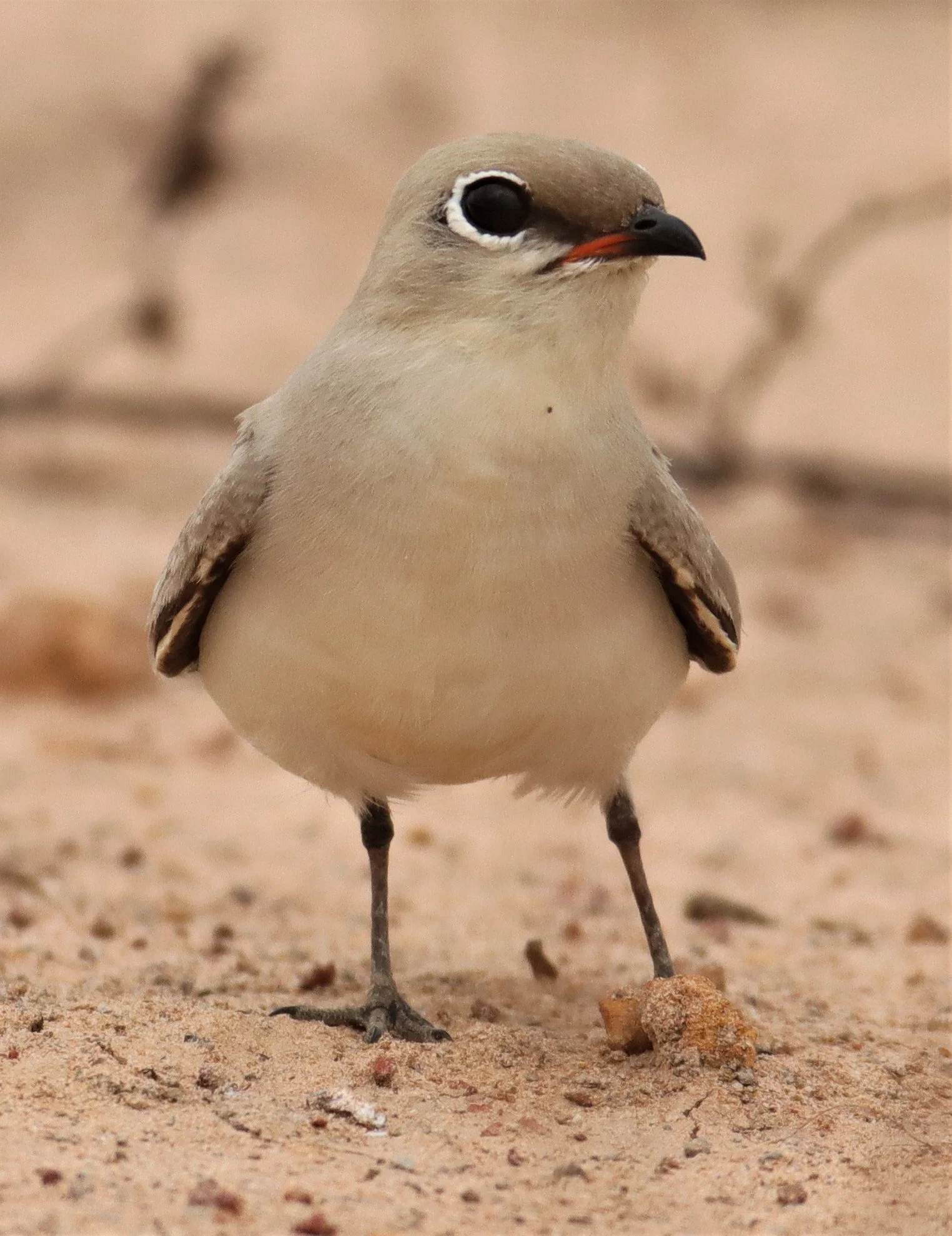 PRATINCOLE - SMALL PRATINCOLE - Glareola lactea - KABIN BURI WETLANDS 15KM OUT ON 304 (28).jpg