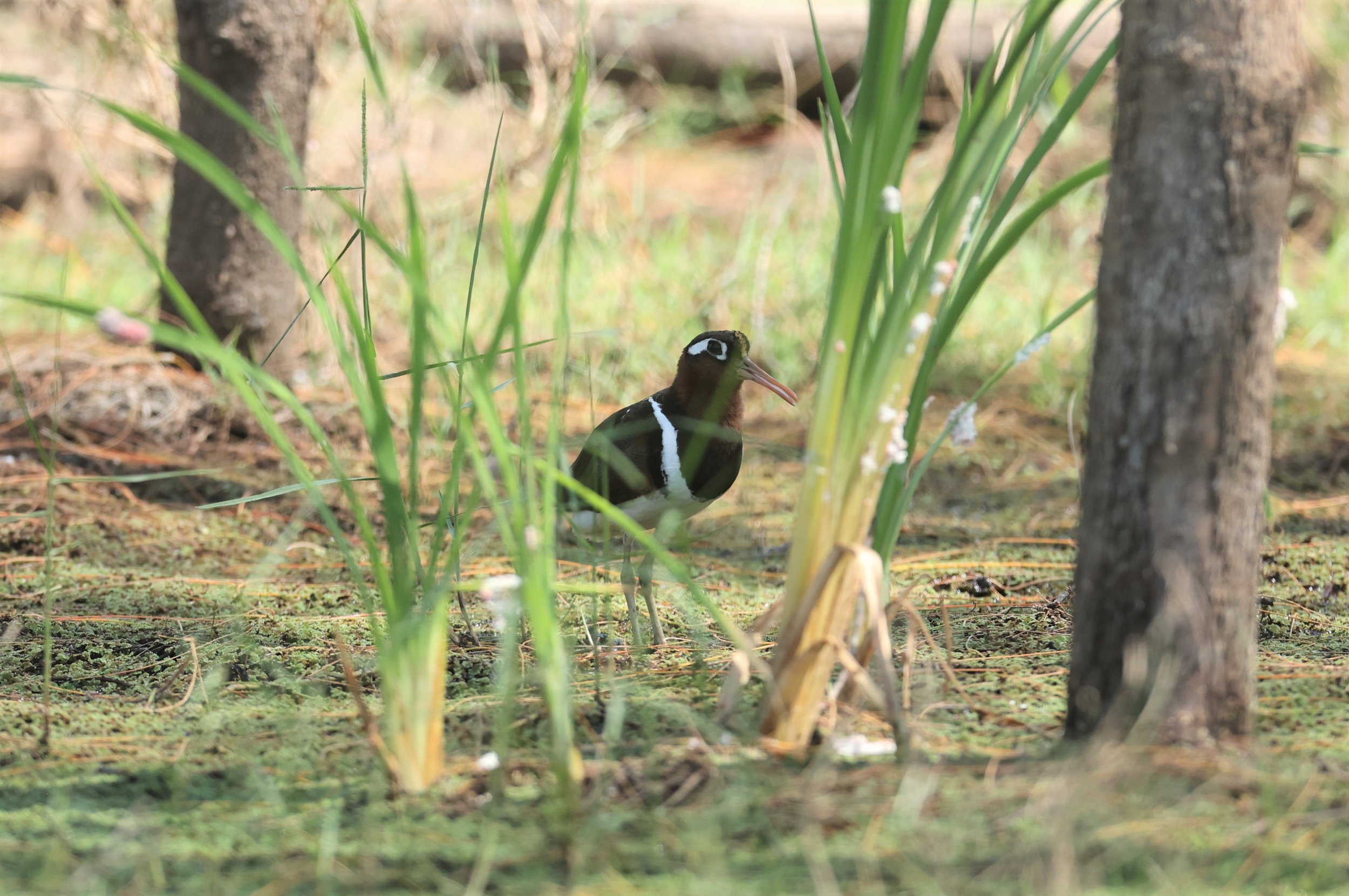 Plain-backed Sparrow (Passer flaveolus) Khao Sam Roi Yod NP Thailand (14).jpg