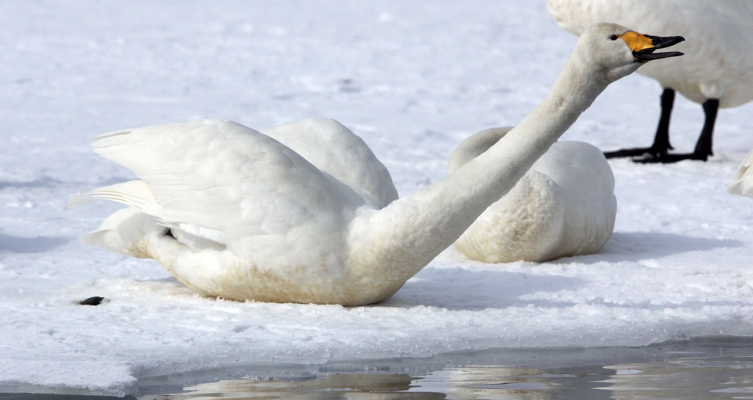 SWAN - WHOOPER SWAN - Cygnus cygnus - KUSSHARO LAKE - HOKKAIDO JAPAN (45).JPG