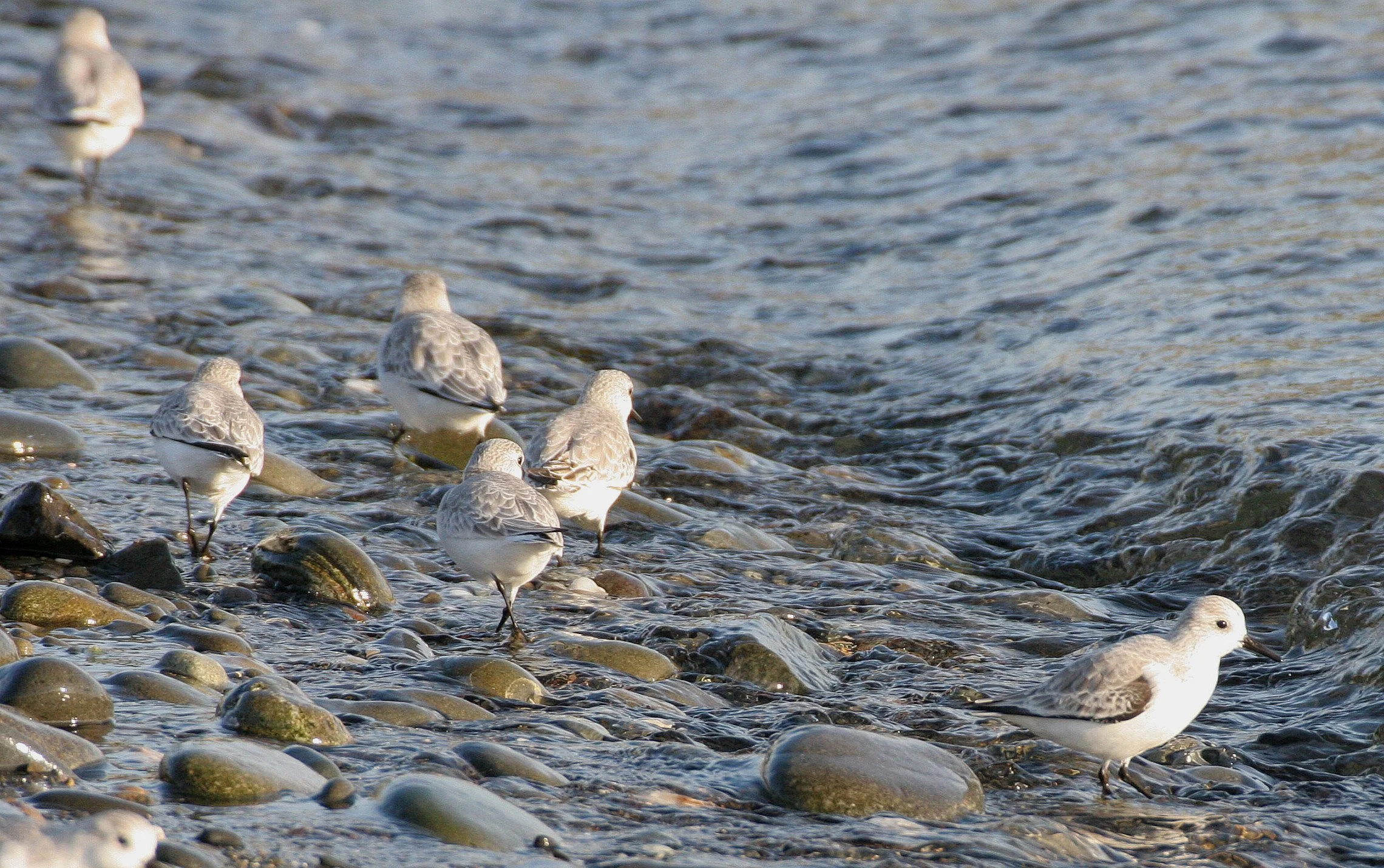 BIRD - SANDERLINGS - EDIZ HOOK PA HARBOR (3).jpg