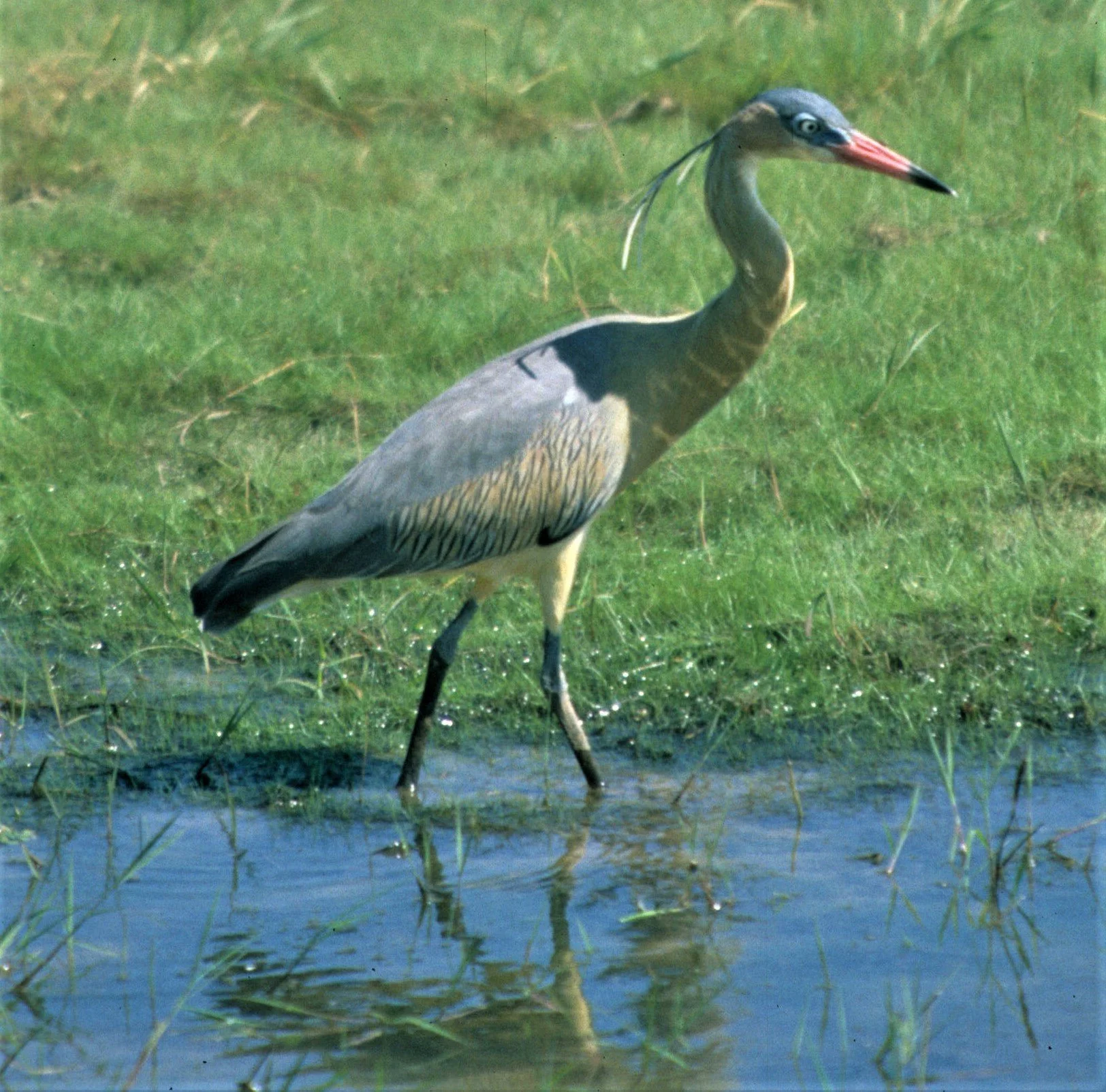 HERON - WHISTLING - Syrigma sibilatrix - PANTANAL BRAZIL (7).jpg