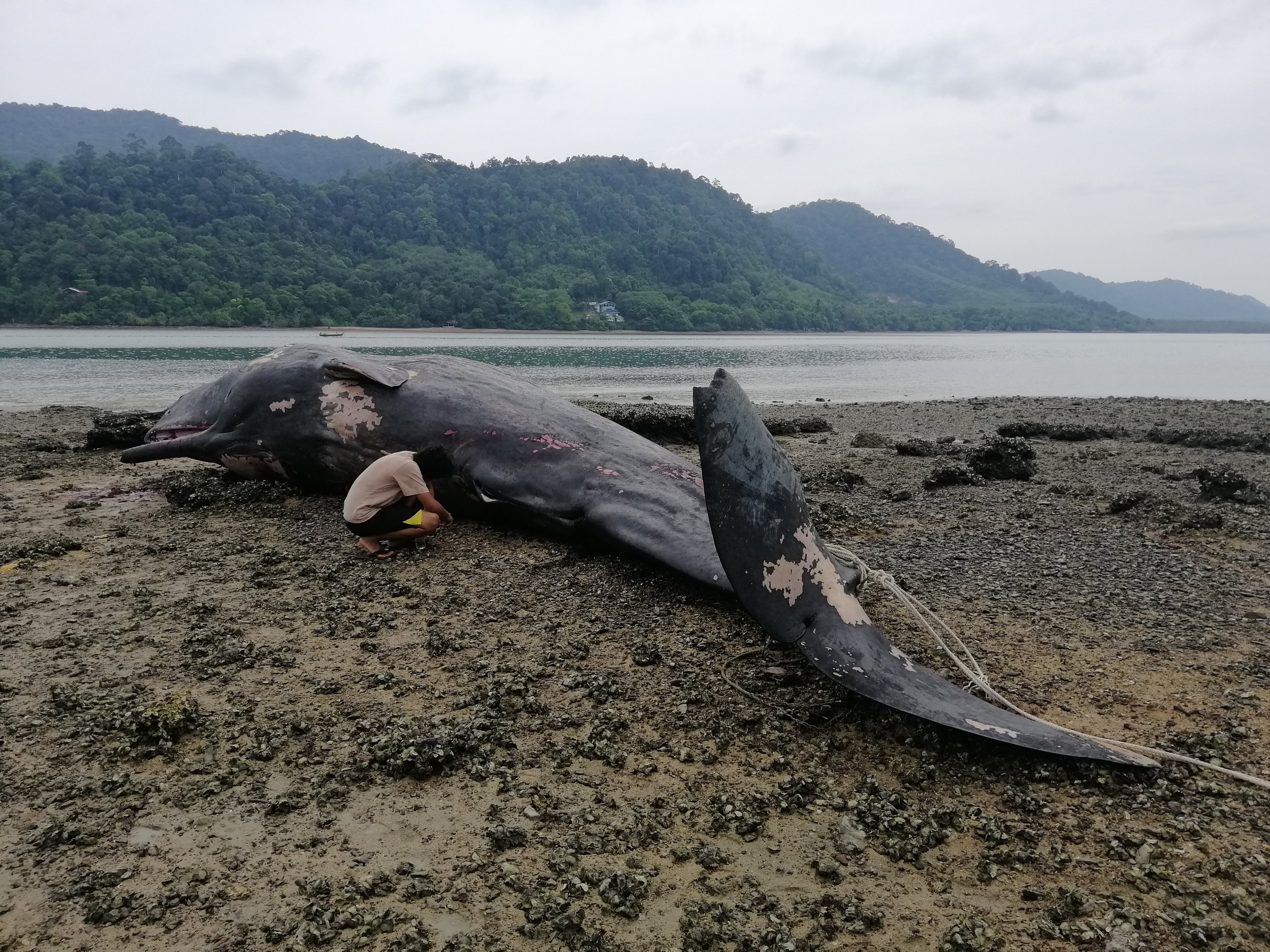 2019 Koh Lanta Dead Sperm Whale Summer Trip (20).jpg