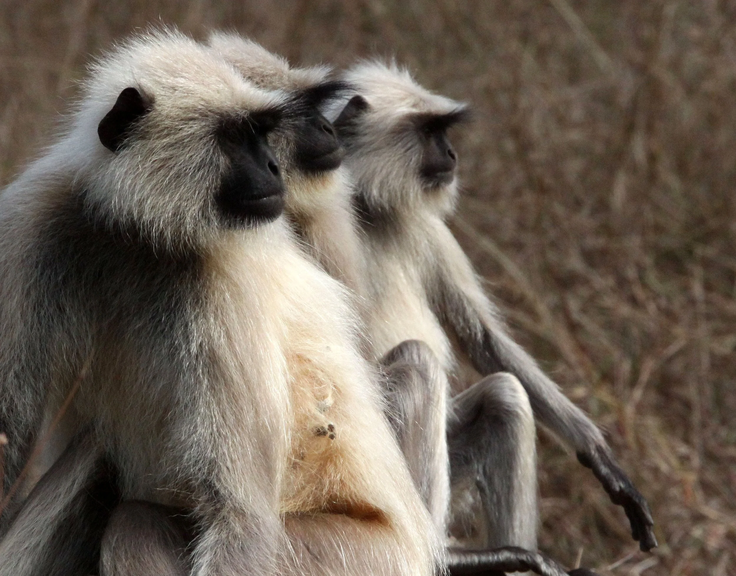 CERCOPITHECIDAE - Semnopithecus entellus - BENGAL SACRED (HANUMAN NORTHERN PLAINS GREY) LANGUR - BANDHAVGAR NATIONAL PARK MADHYA PRADESH INDIA (17).JPG