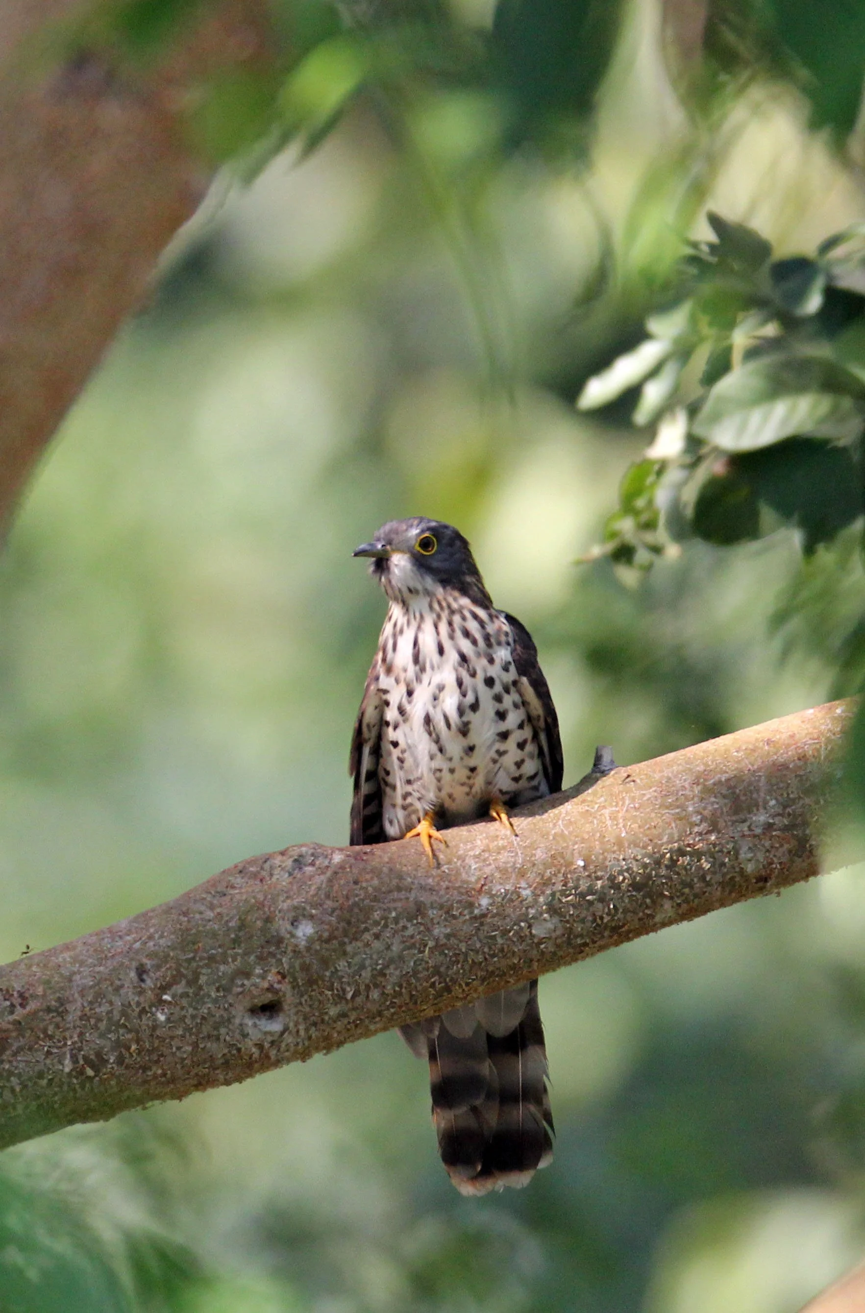 Large Hawk-cuckoo (Hierococcyx sparveroides) Huai Kha Khaeng NWR Thailand (10).JPG