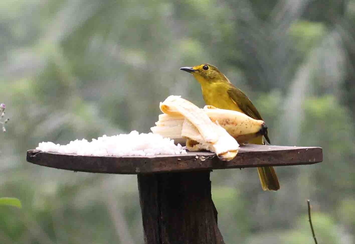 BULBUL - YELLOW-BROWED BULBUL - Acritillas indica - KITULGALA NATIONAL FOREST RESERVE SRI LANKA (6).JPG
