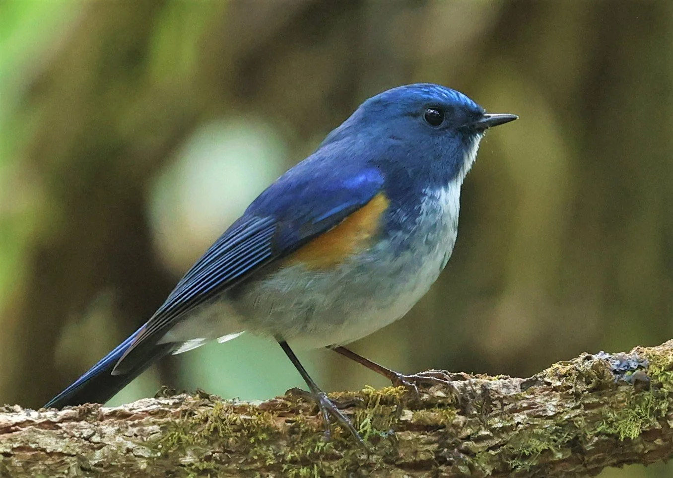 BLUETAIL - HIMALAYAN BLUETAIL - Tarsiger rufilatus - DOI PHA HOM POK NP DOI LANG EAST FEB 2022 (48).jpg