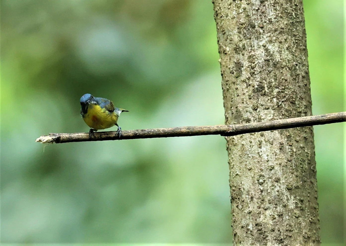 FLOWERPECKER - CRIMSON-BREASTED FLOWERPECKER - Prionochilus percussus - SRI PHANG NGA AREA SONGKRAN 2022 (17).jpg