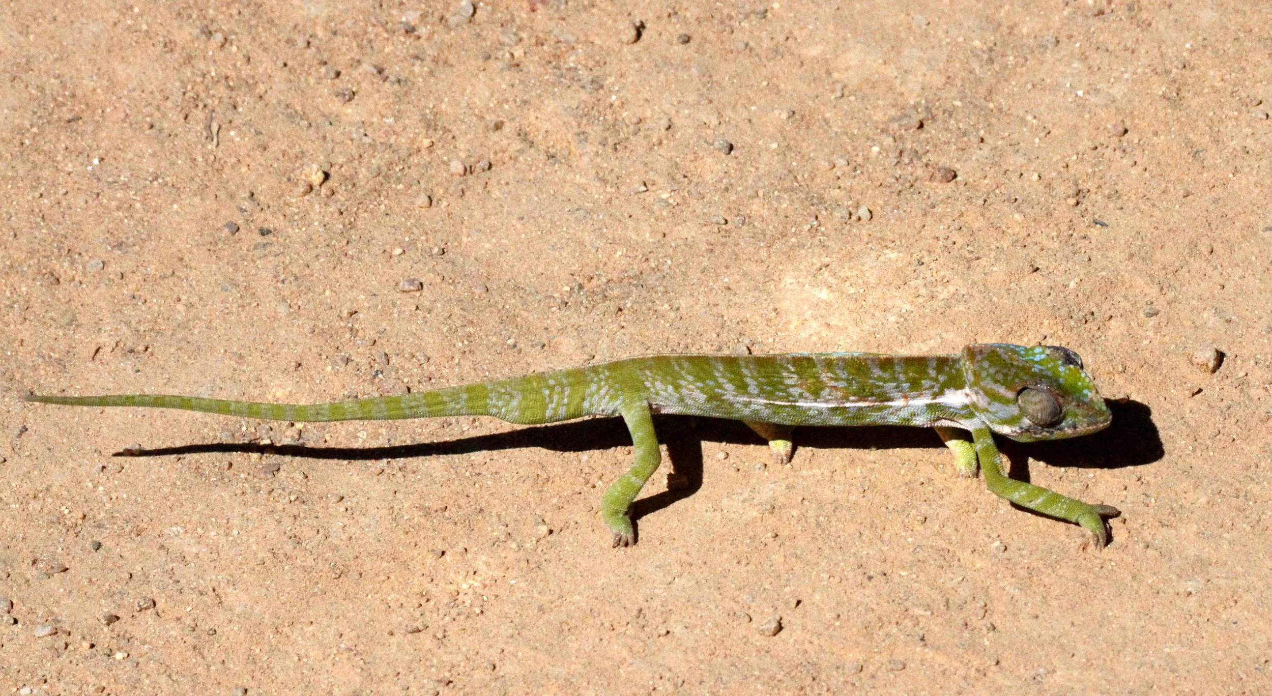 Furcifer lateralis - CARPET CHAMELEON - ANDOHAHELA NATIONAL PARK MADAGASCAR (2).JPG