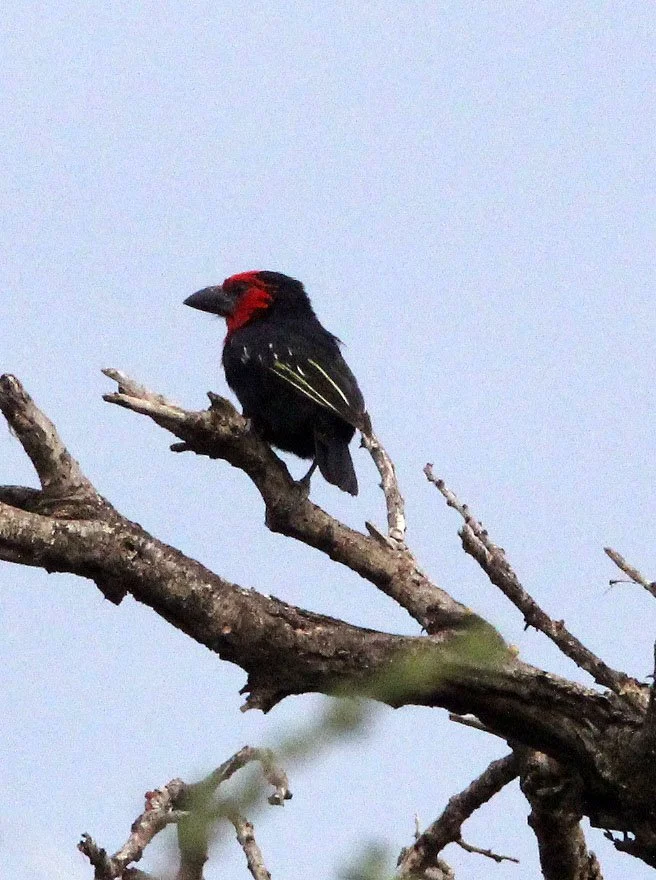 BARBET - BLACK-BILLED BARBET - Lybius guifsobalito - AWASH NATIONAL PARK ETHIOPIA (4).JPG
