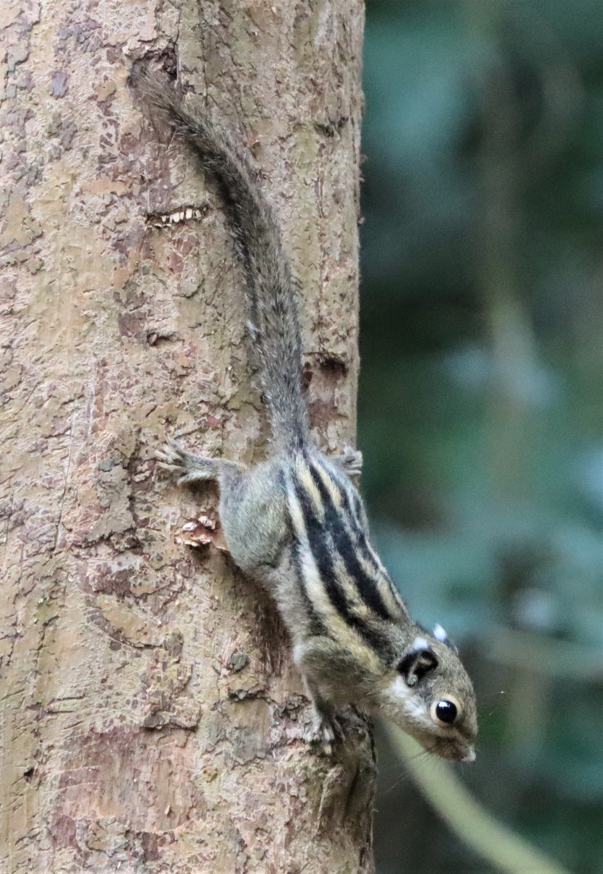 Tamiops mcclellandii - WESTERN (BURMESE) STRIPED SQUIRREL - NEUNG HIDE KAENG KRACHAN (24).jpg
