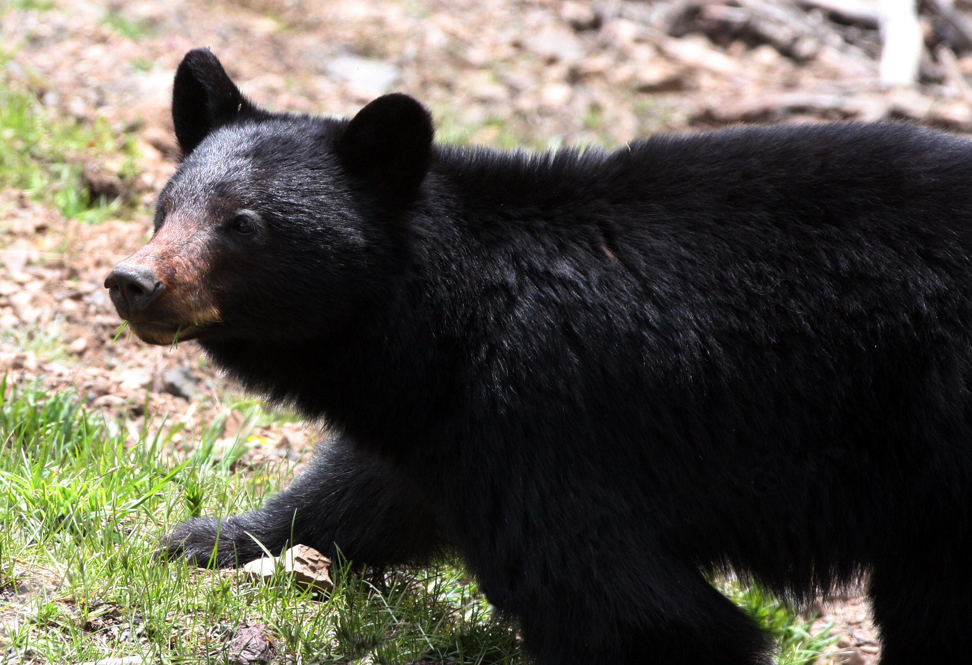 URSID - BEAR - AMERICAN BLACK BEAR - NORTHWESTERN SUBSPECIES - HURRICANE RIDGE ROAD WASHINGTON.JPG