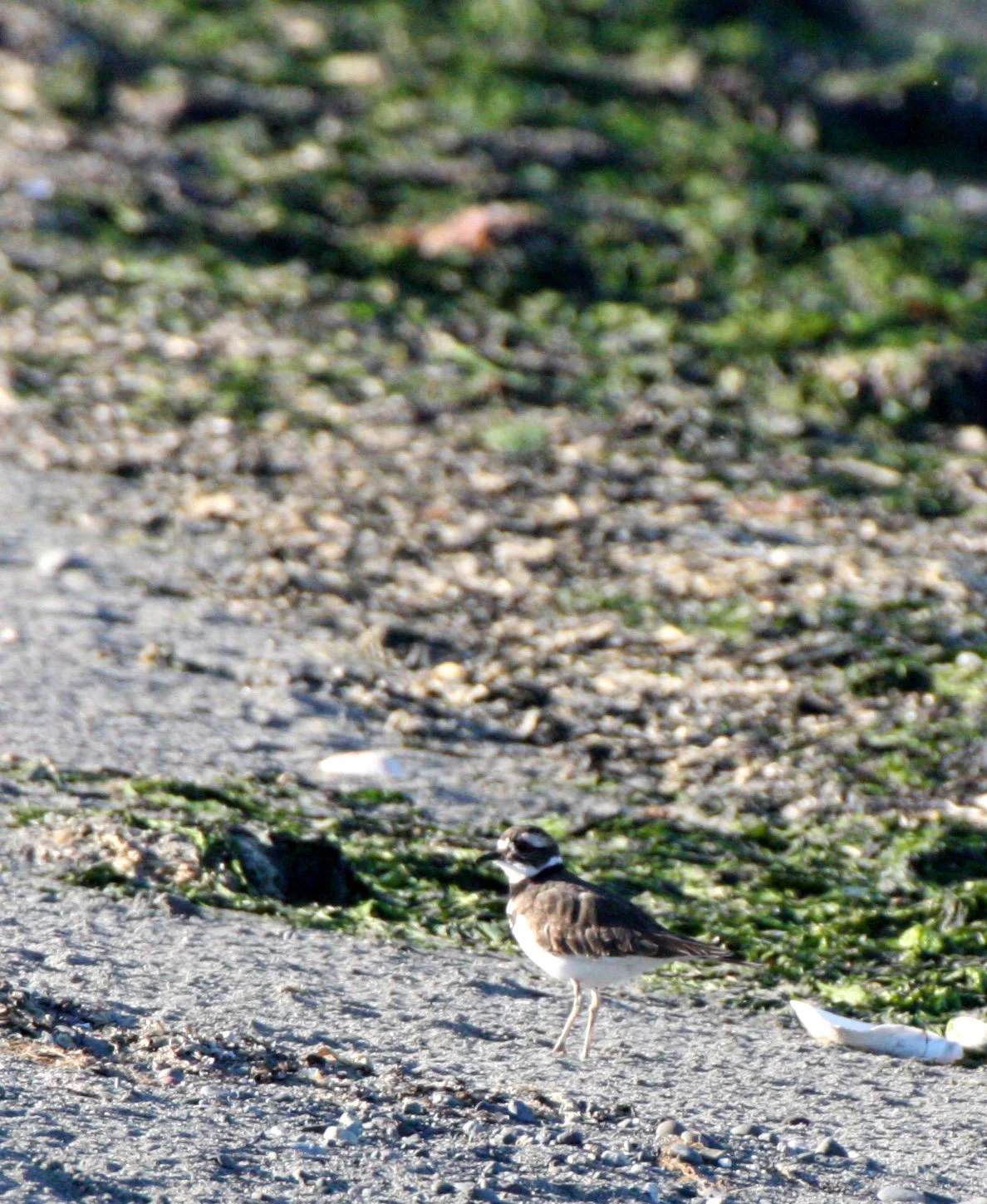 BIRD - KILLDEER - SEQUIM BAY WA (2).JPG