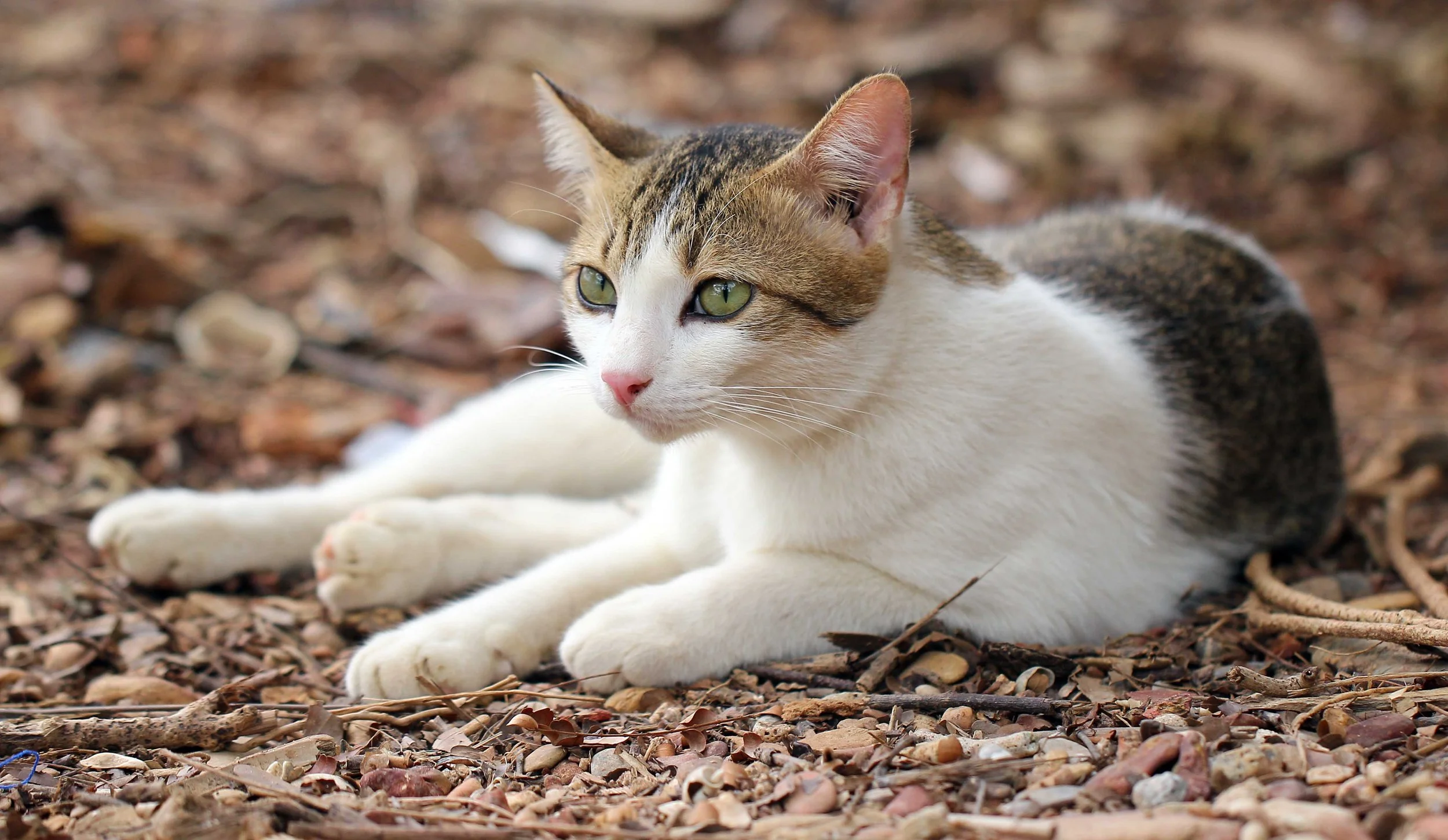 2015 Koh Lanta Songkran with friends from ISB (419).JPG