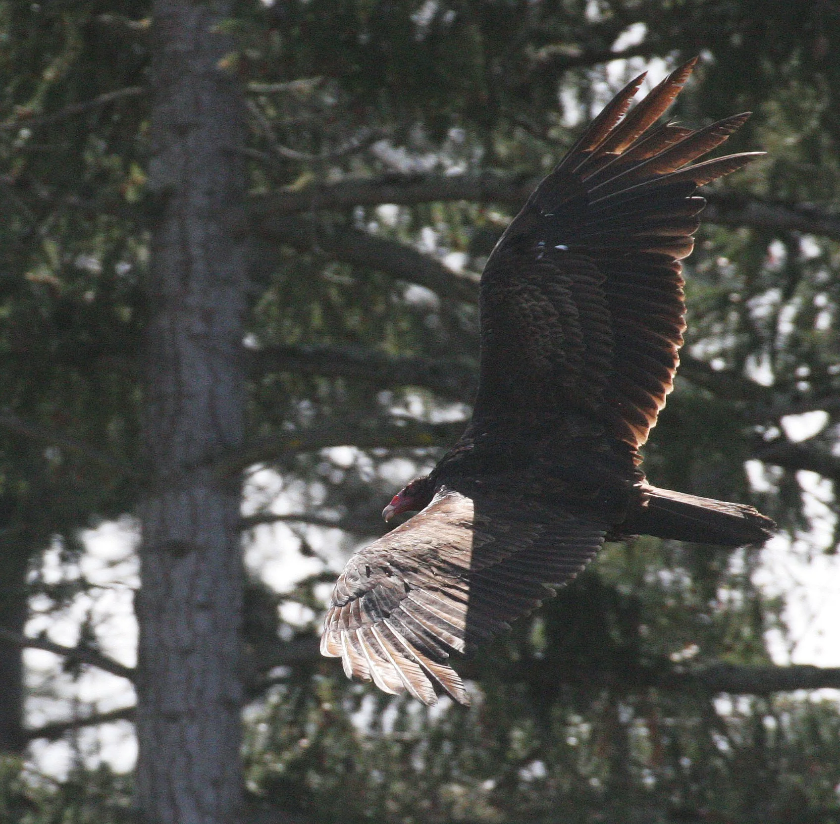 Cathartes aura meridionalis - WESTERN TURKEY VULTURE - LAKE FARM BLUFFS WASHINGTON (206).JPG