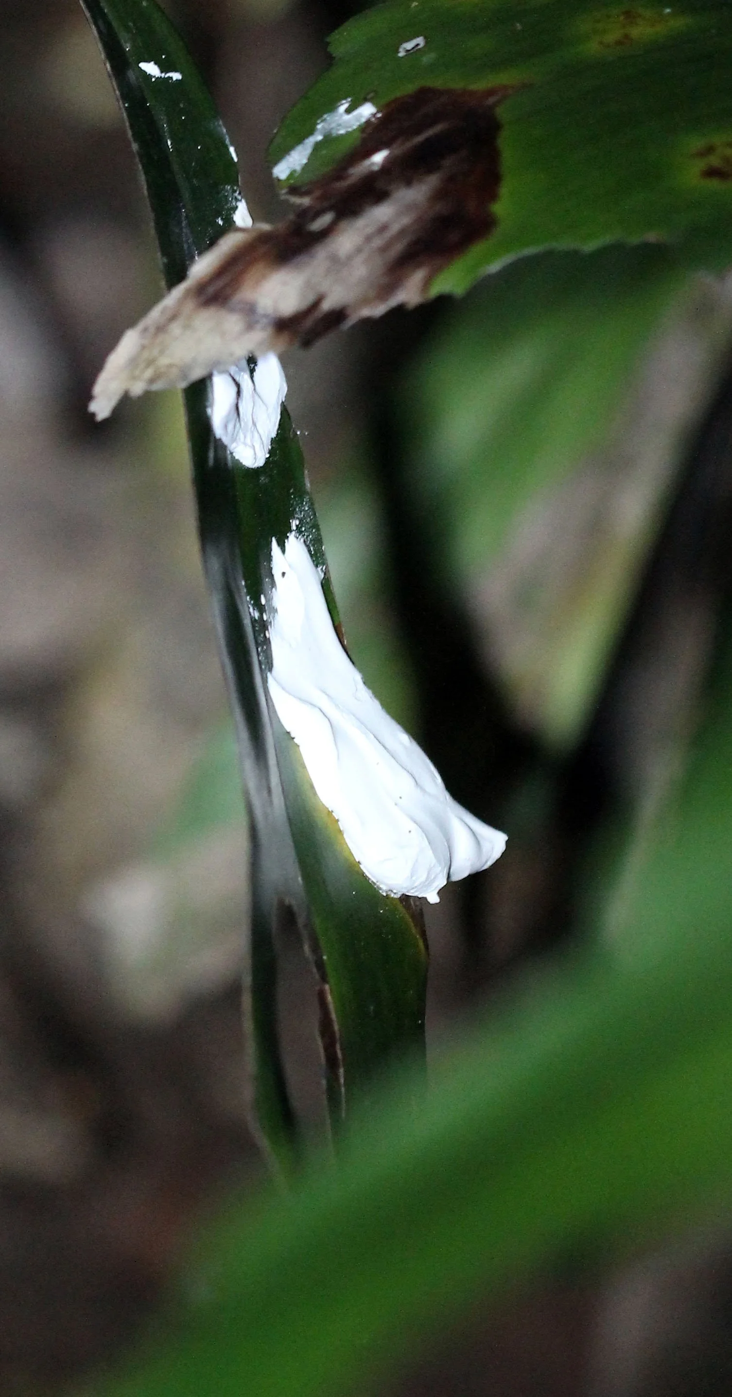 Homoptera - Scale Bug - Koh Lanta, Thailand
