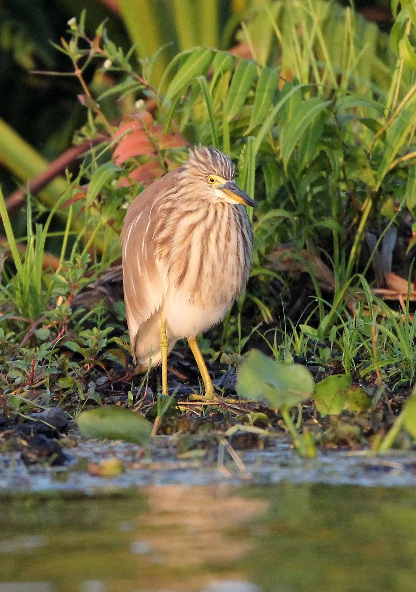 HERON - CHINESE POND HERON - Ardeola bacchus - THALE NOI BIRD SANCTUARY, PATALUNG THAILAND (80).JPG