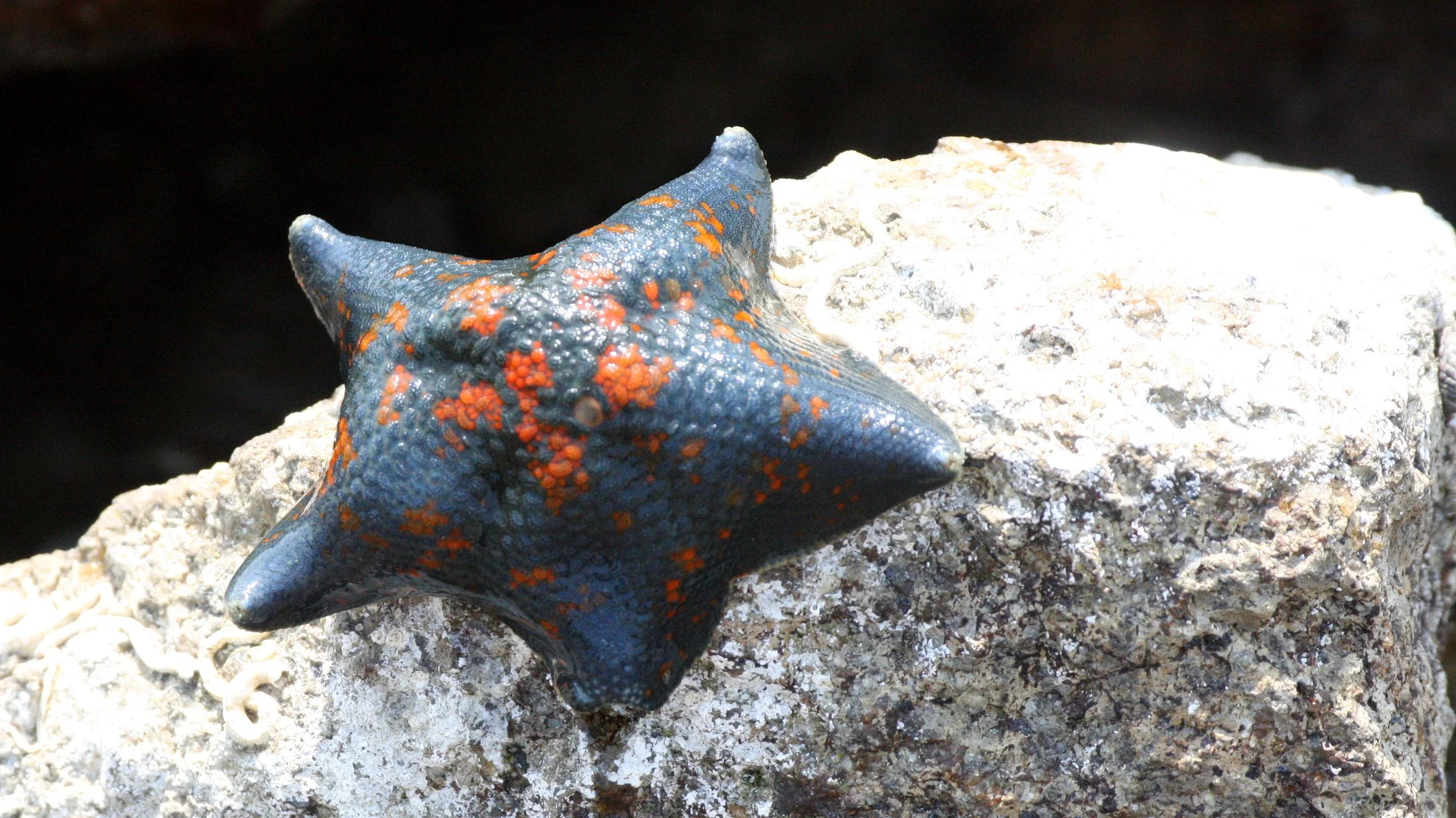 INVERT - ECHINODERM - BAT STAR - MUTSU HARBOR (5).JPG