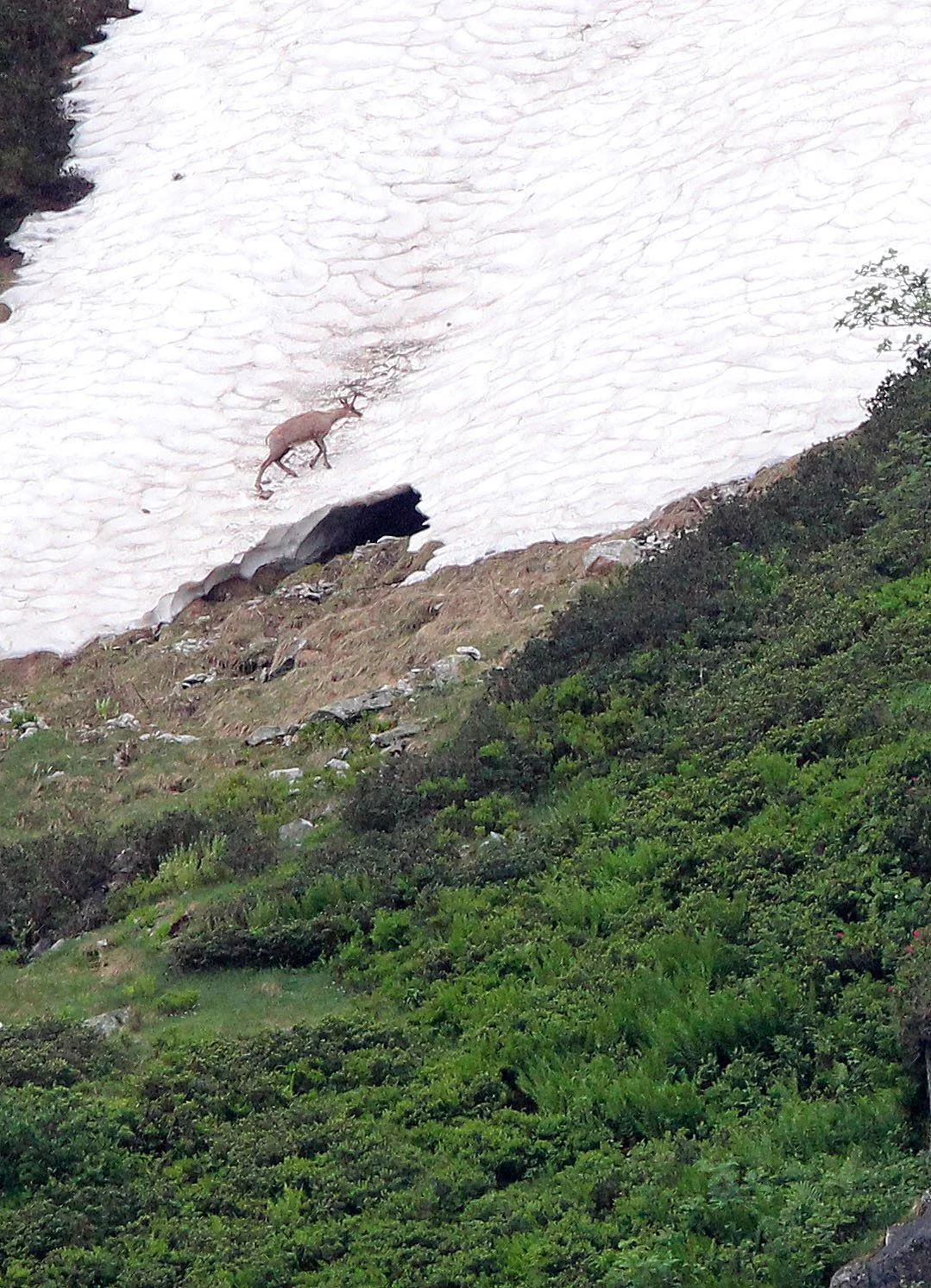 CHAMOIS - PYRENEAN CHAMOIS - Rupicapra pyrenaica - ARRENS MARSOUS PYRENEES NATIONAL PARK FRANCE (16).JPG