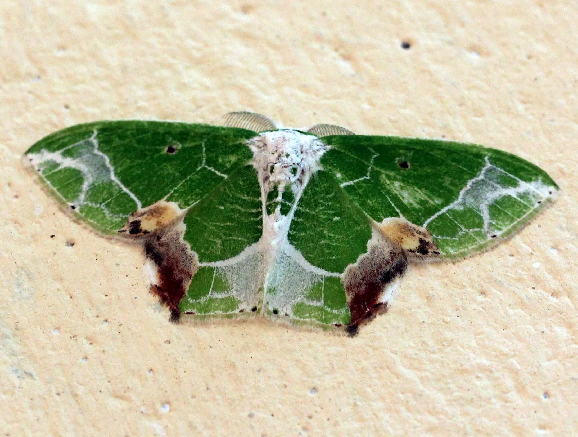 Geometridae - Comibaena species - Valparaizo, Tamil Nadu, India